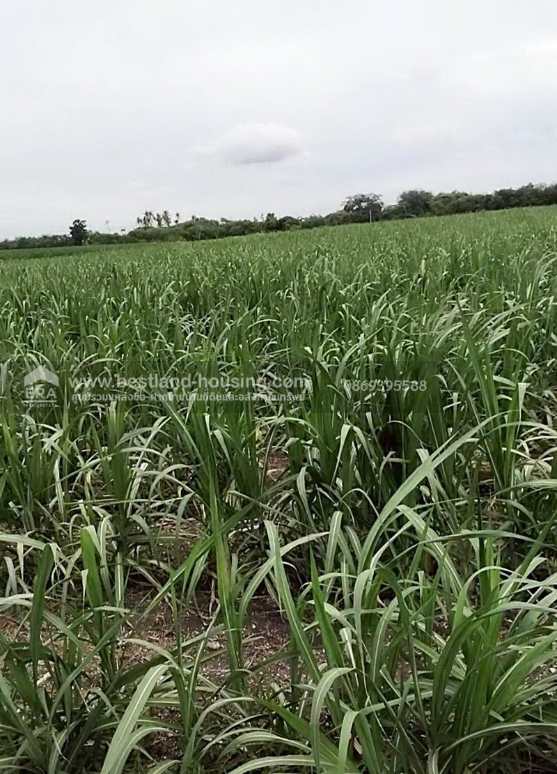 Large plot of land for sale, 21-3-84.9 rai, Na Yao Subdistrict, Phra Phutthabat District, Saraburi Province. – รูปที่ 3