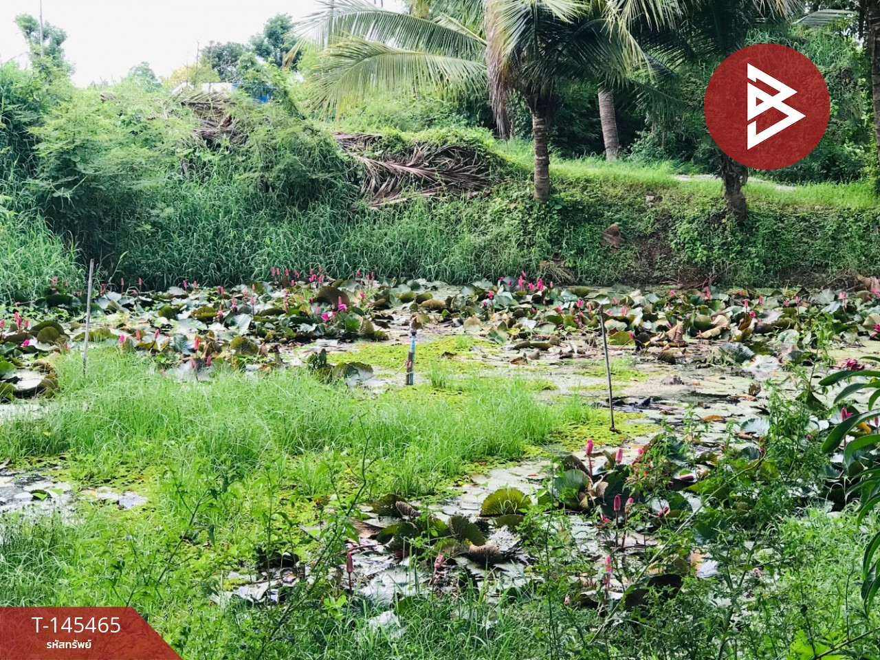 Single house for sale with fruit orchard, area 1 rai, Ban Pong, Ratchaburi, along the irrigation canal. – รูปที่ 3