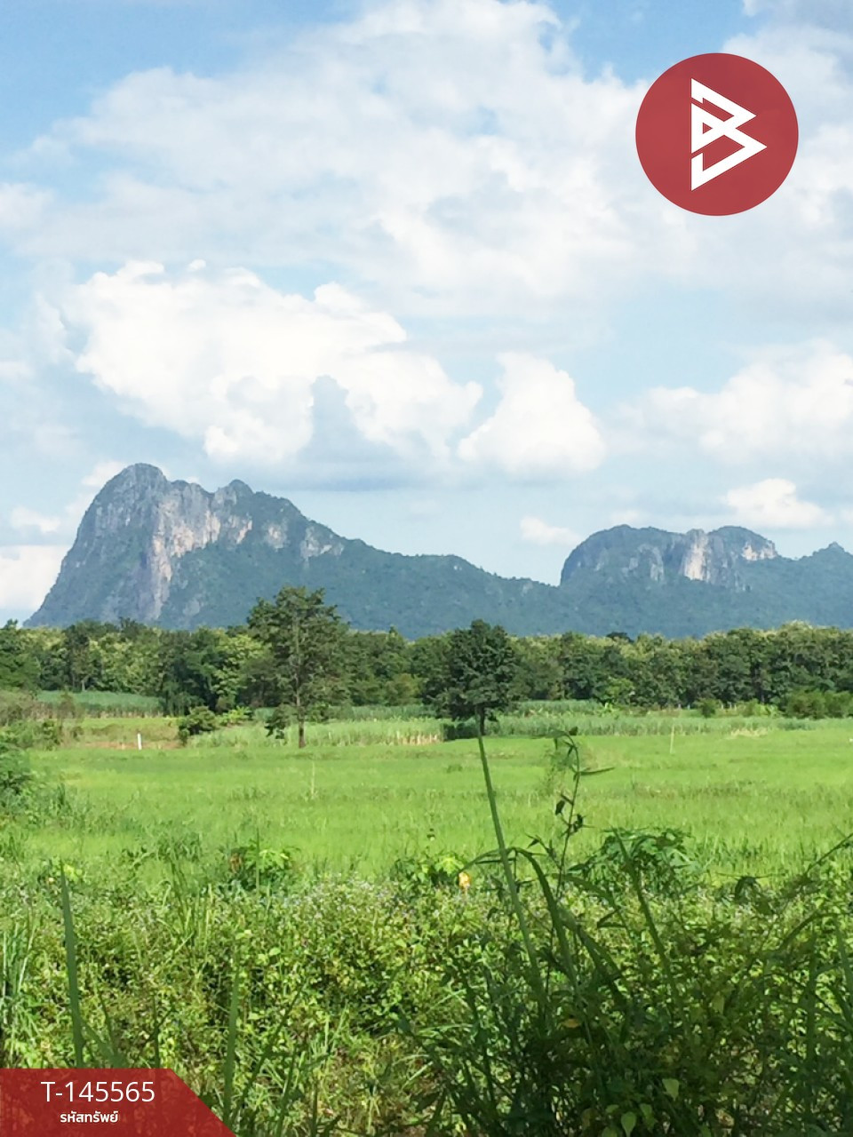 ขายที่ดิน เนื้อที่ 6 ไร่ 55 ตร.วา ภูกระดึง เลย ขายที่ดิน เนื้อที่ 6 ไร่ 55 ตร.วา ภูกระดึง เลย