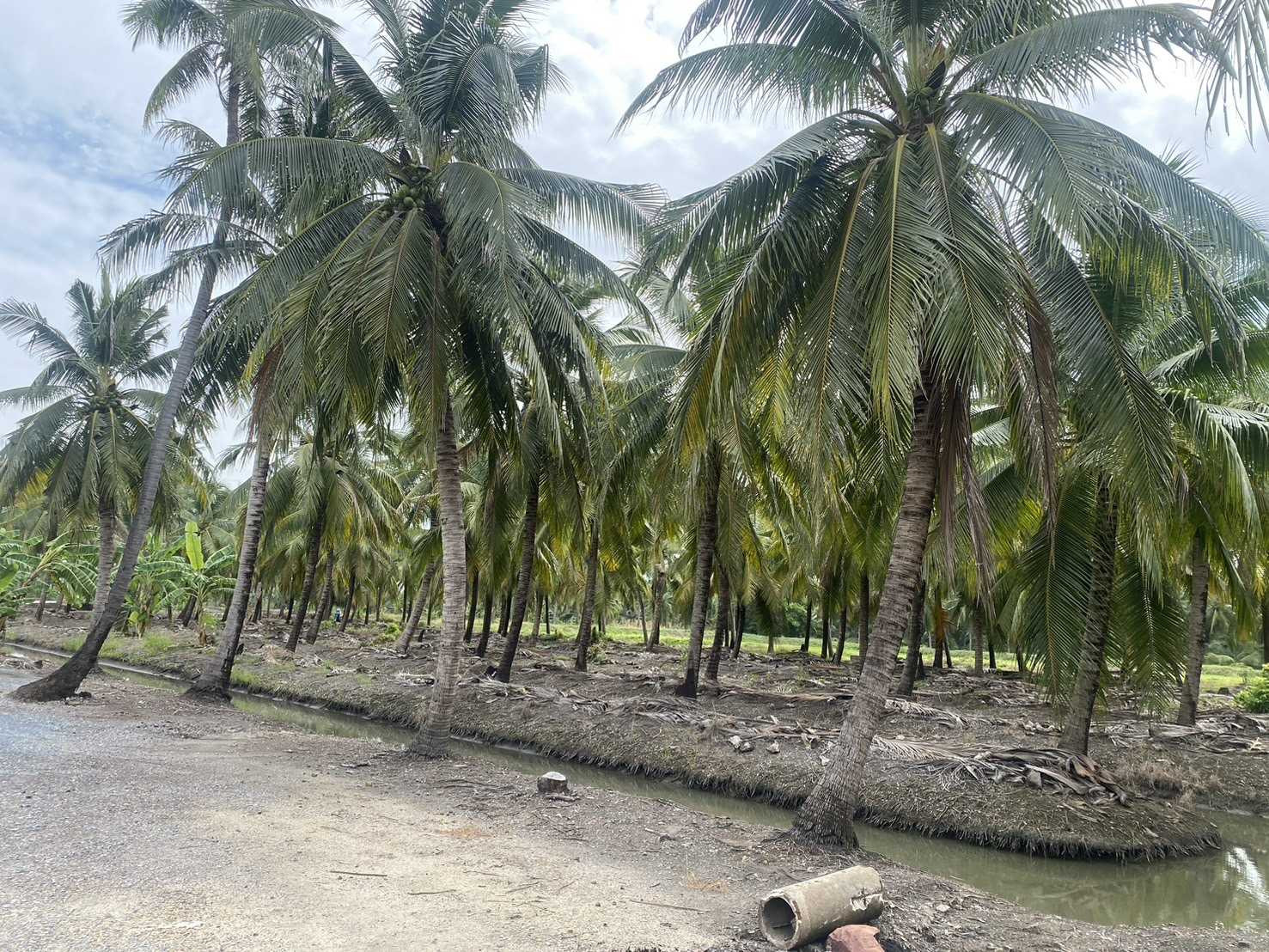 Land for sale, 5 rai, suitable for agriculture and building a house. Khlong Mai Sam Phran Nakhon Pathom is very beautiful. – รูปที่ 2