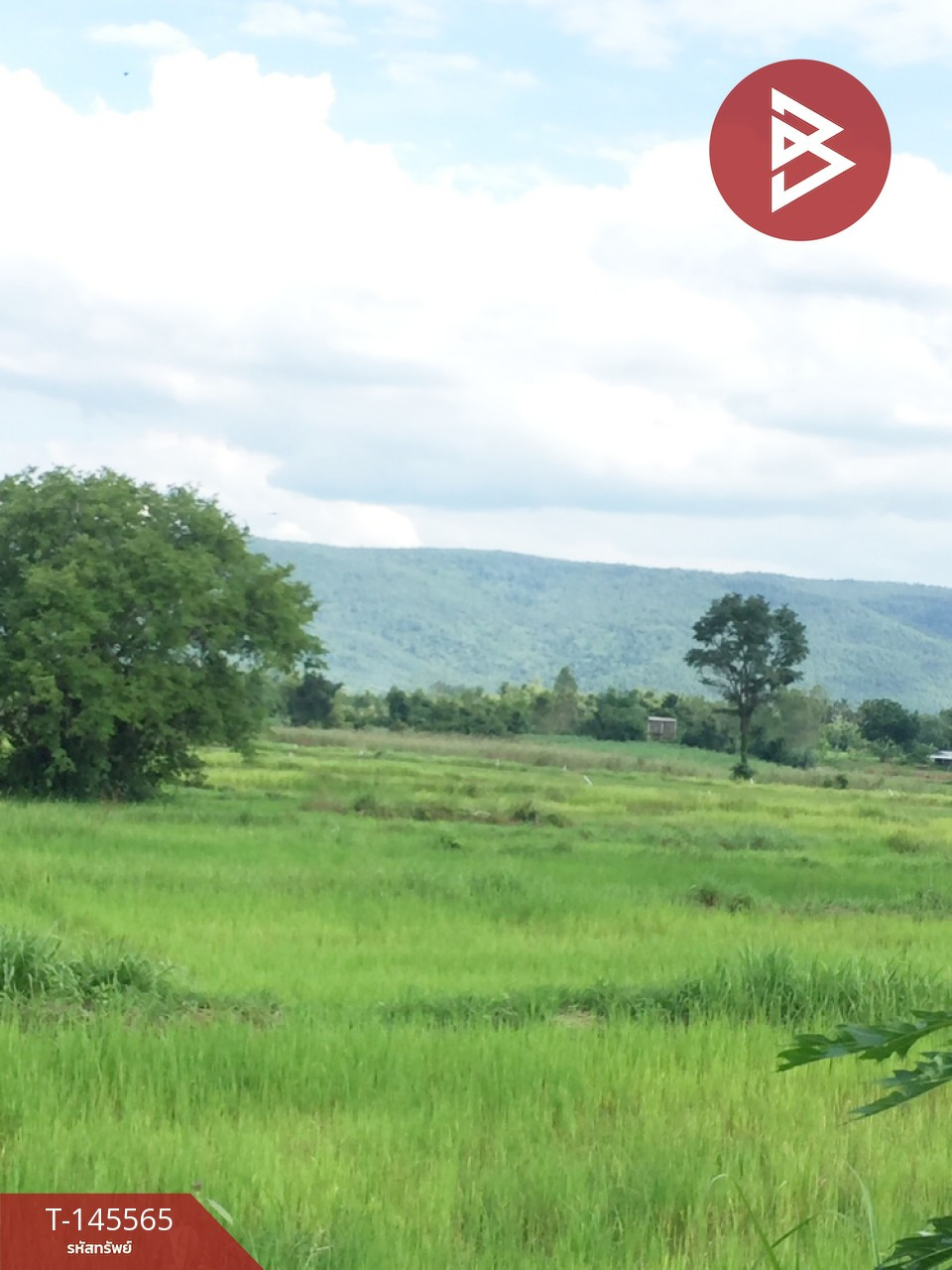 Land for sale, area 6 rai 55 sq m, Phu Kradueng, Loei. – รูปที่ 2