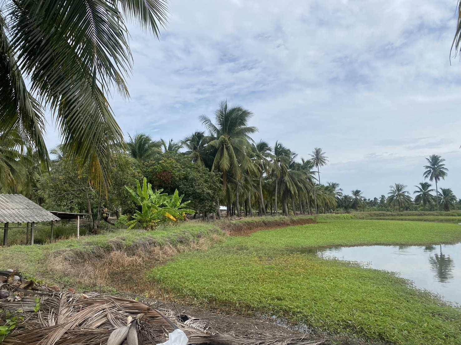Land for sale, 5 rai, suitable for agriculture and building a house. Khlong Mai Sam Phran Nakhon Pathom is very beautiful. Land for sale, 5 rai, suitable for agriculture and building a house. Khlong Mai Sam Phran Nakhon Pathom is very beautiful.