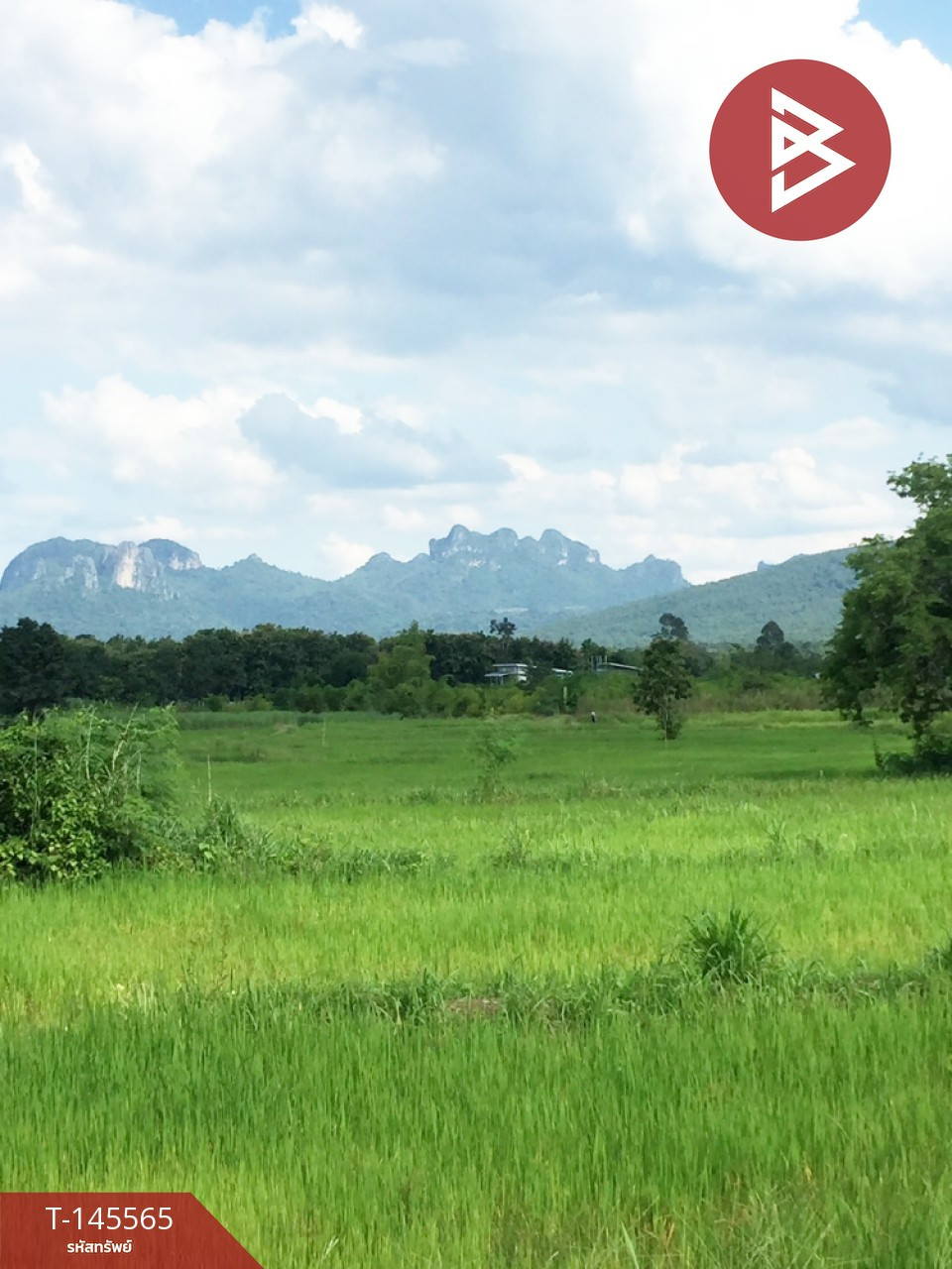 Land for sale, area 6 rai 55 sq m, Phu Kradueng, Loei. – รูปที่ 4