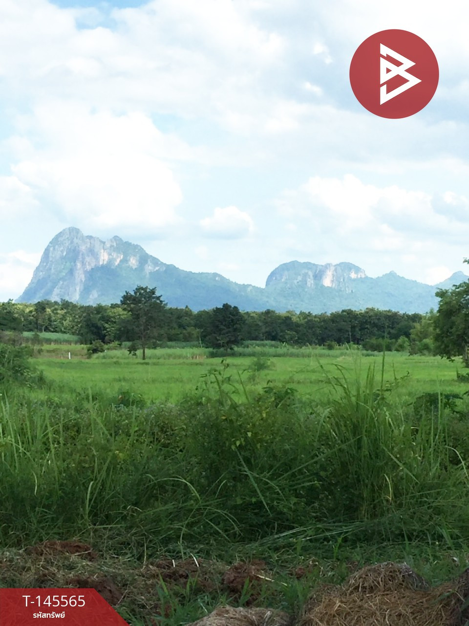 Land for sale, area 6 rai 55 sq m, Phu Kradueng, Loei. – รูปที่ 3