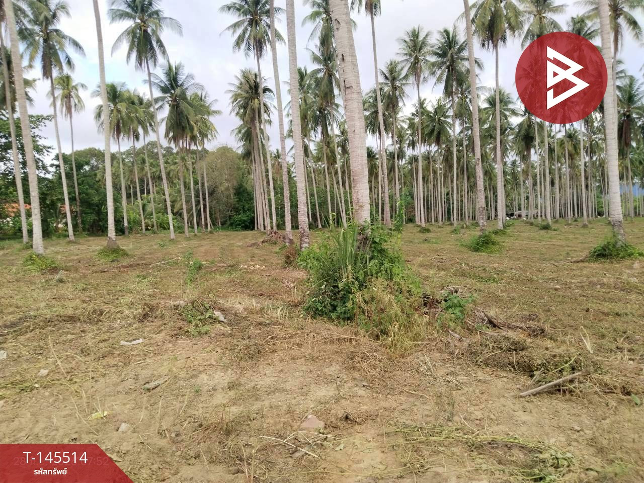 ขายที่ดิน เนื้อที่ 28 ไร่ 2 งาน 6 ตร.วา บางสะพาน ประจวบคีรีขันธ์ – รูปที่ 2