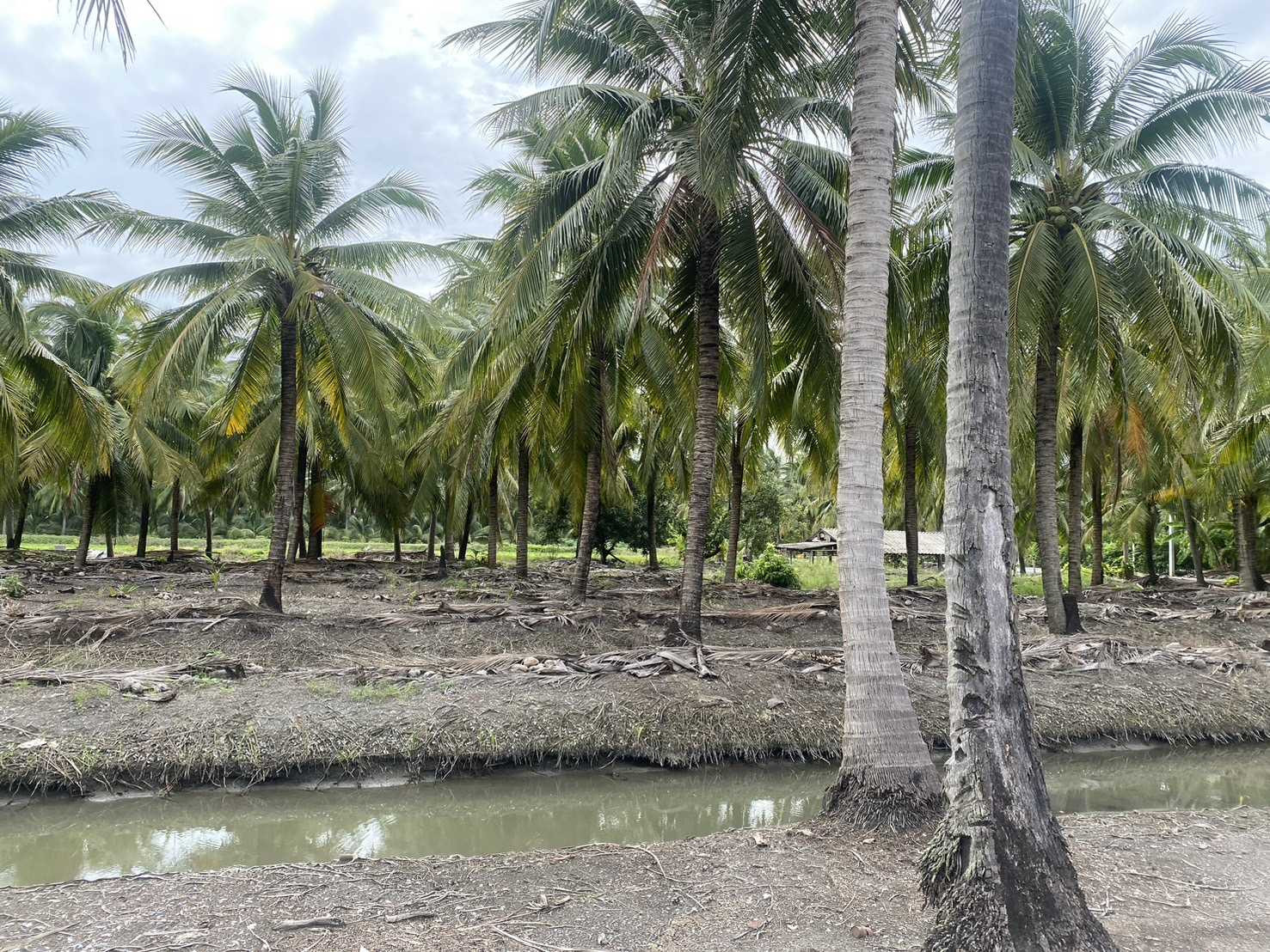 Land for sale, 5 rai, suitable for agriculture and building a house. Khlong Mai Sam Phran Nakhon Pathom is very beautiful. – รูปที่ 3