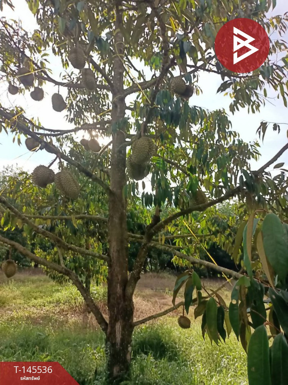 Land for sale with garden, area 10 rai 1 ngan 16.5 sq m, Ka Chet, Rayong. – รูปที่ 4