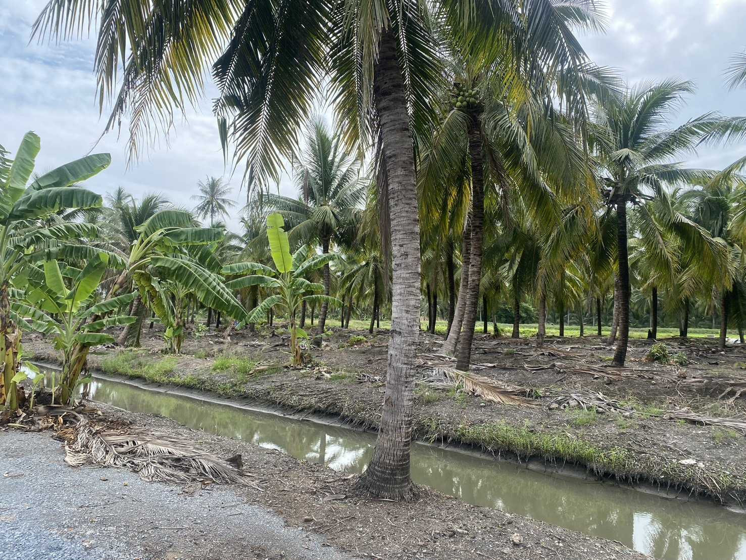 Land for sale, 5 rai, suitable for agriculture and building a house. Khlong Mai Sam Phran Nakhon Pathom is very beautiful. – รูปที่ 4