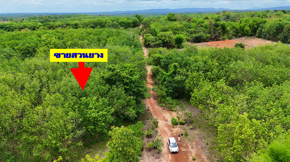 Rubber plantation for sale, Ubon Ratchathani Province Rubber plantation for sale, Ubon Ratchathani Province