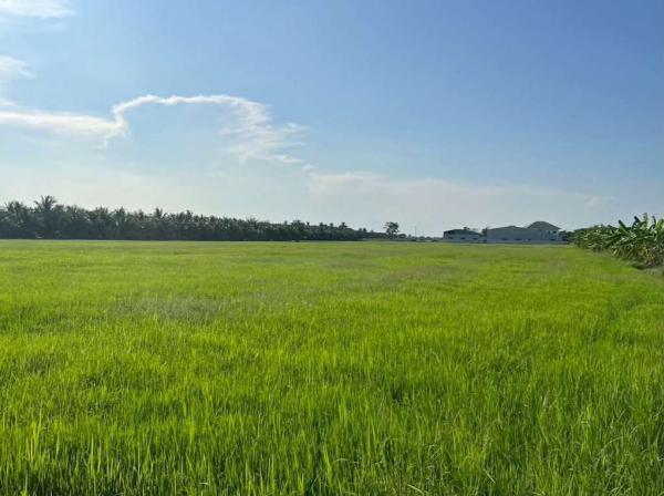ที่ดิน ราชบุรี / 12 ไร่ 1 งาน 86 ตร.วา (ขาย), Land in Ratchaburi / 86 Square Wa (FOR SALE) EARK067