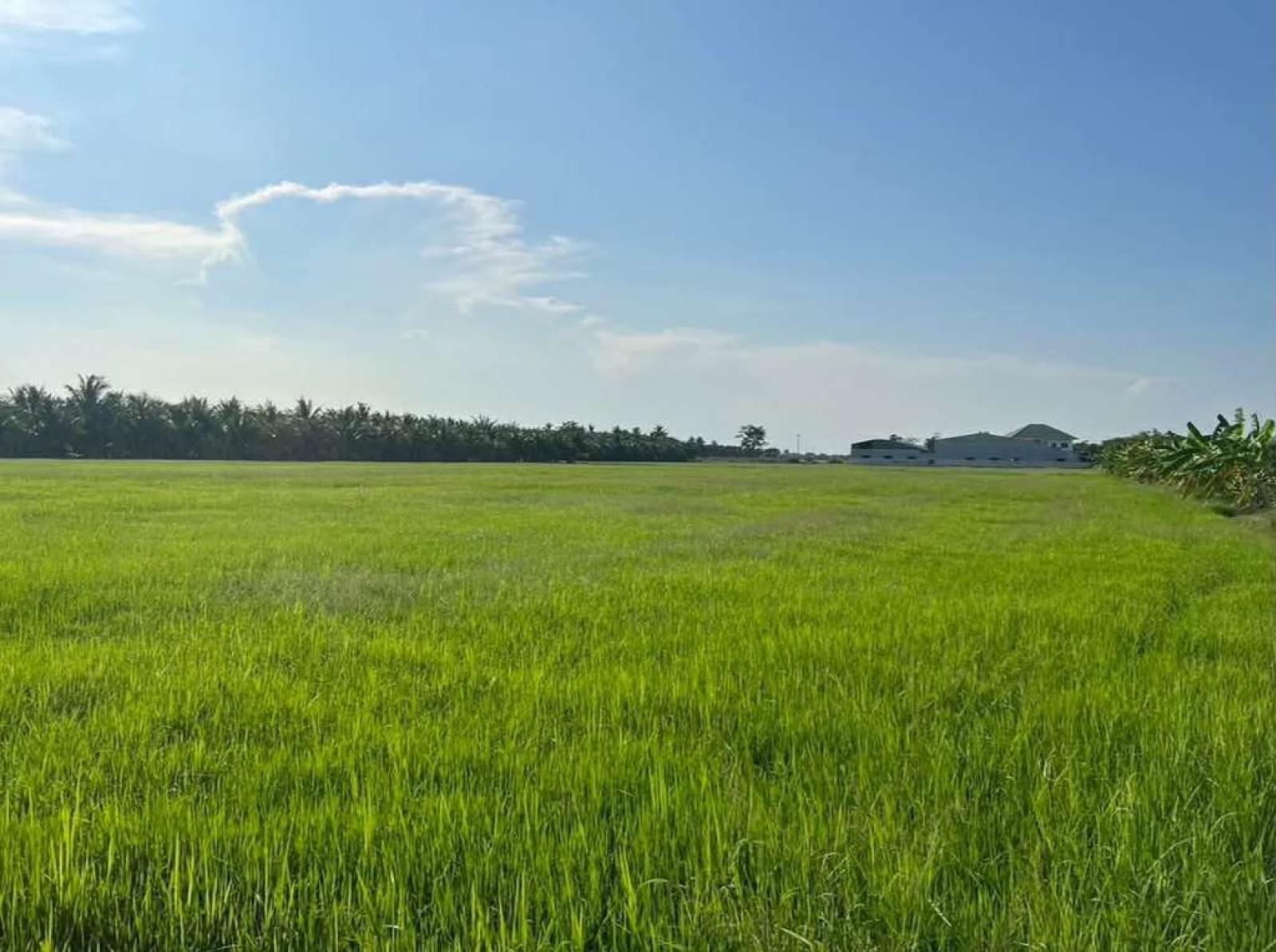 ที่ดิน ราชบุรี / 12 ไร่ 1 งาน 86 ตร.วา (ขาย), Land in Ratchaburi / 86 Square Wa (FOR SALE) EARK067 ที่ดิน ราชบุรี / 12 ไร่ 1 งาน 86 ตร.วา (ขาย), Land in Ratchaburi / 86 Square Wa (FOR SALE) EARK067