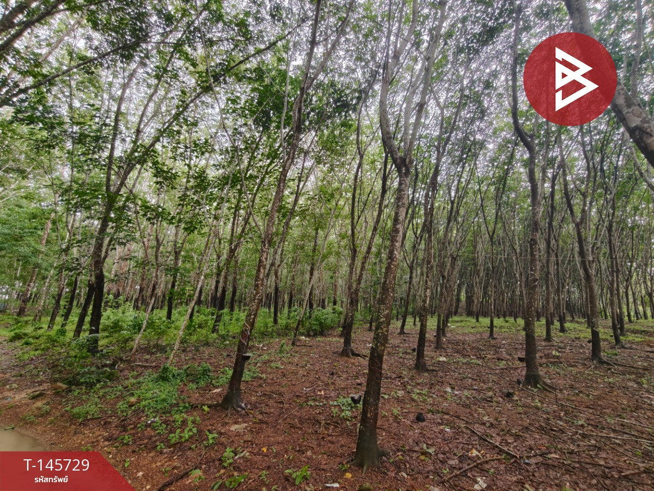 ขายที่ดิน เนื้อที่ 56 ไร่ 3 งาน 55.6 ตร.วา เขาสมิง ตราด – รูปที่ 2