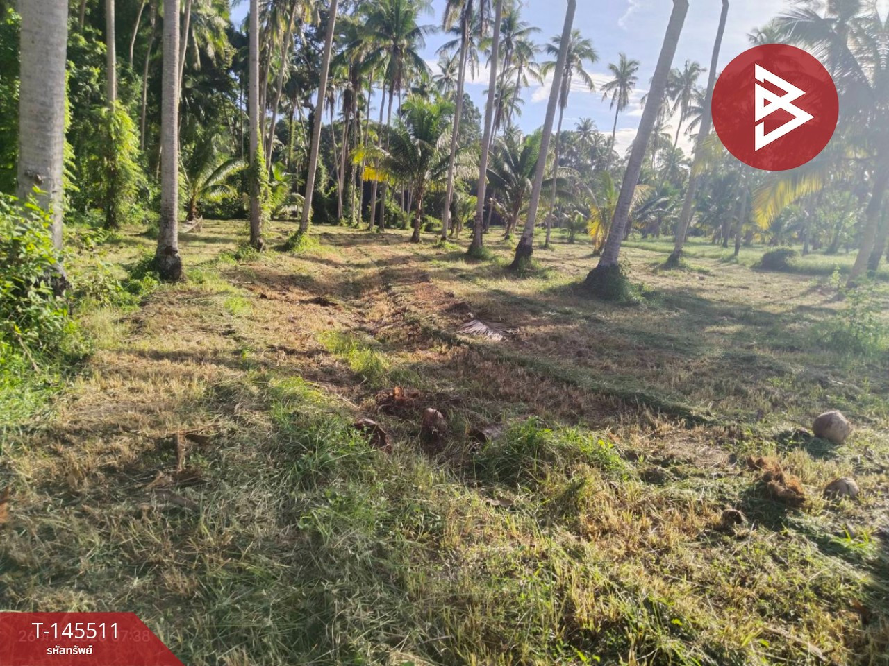 ขายที่ดิน เนื้อที่ 29 ไร่ 79 ตร.วา บางสะพาน ประจวบคีรีขันธ์ – รูปที่ 4