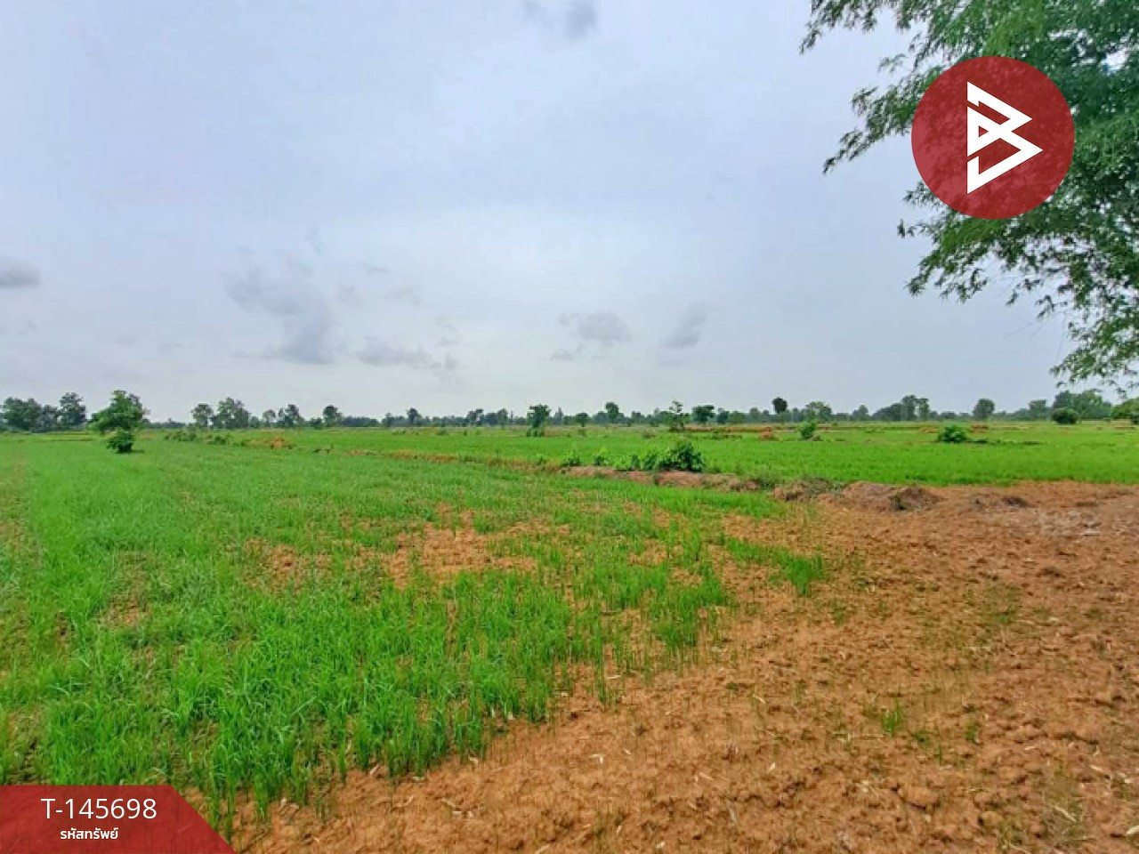 Land for sale, area 76 rai 1 ngan 97 sq m, Thap Khlo, Phichit. Land for sale, area 76 rai 1 ngan 97 sq m, Thap Khlo, Phichit.
