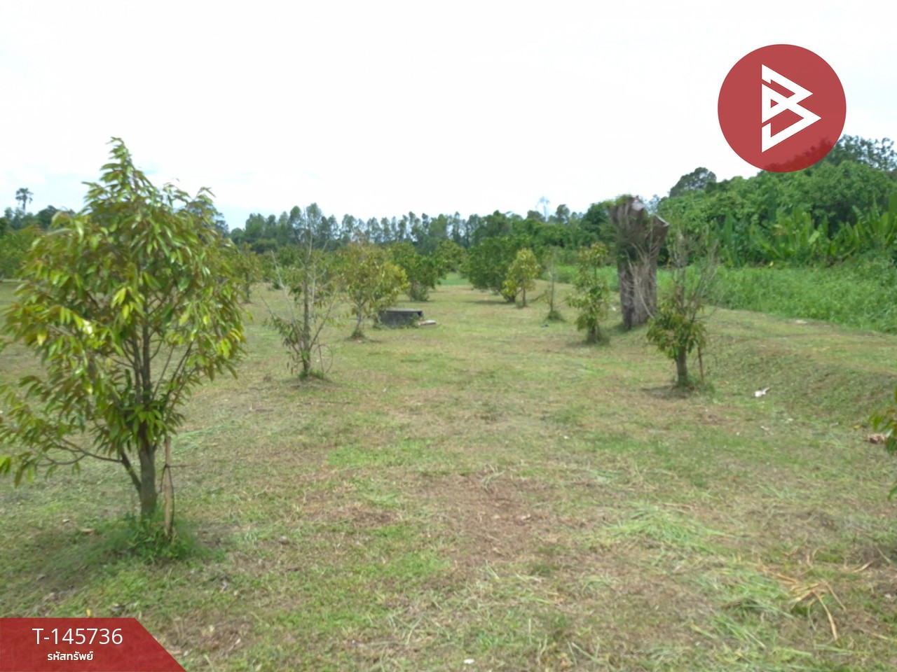 ขายที่ดิน เนื้อที่ 7 ไร่ 2 งาน 73.8 ตร.วา บ้านนา นครนายก – รูปที่ 3
