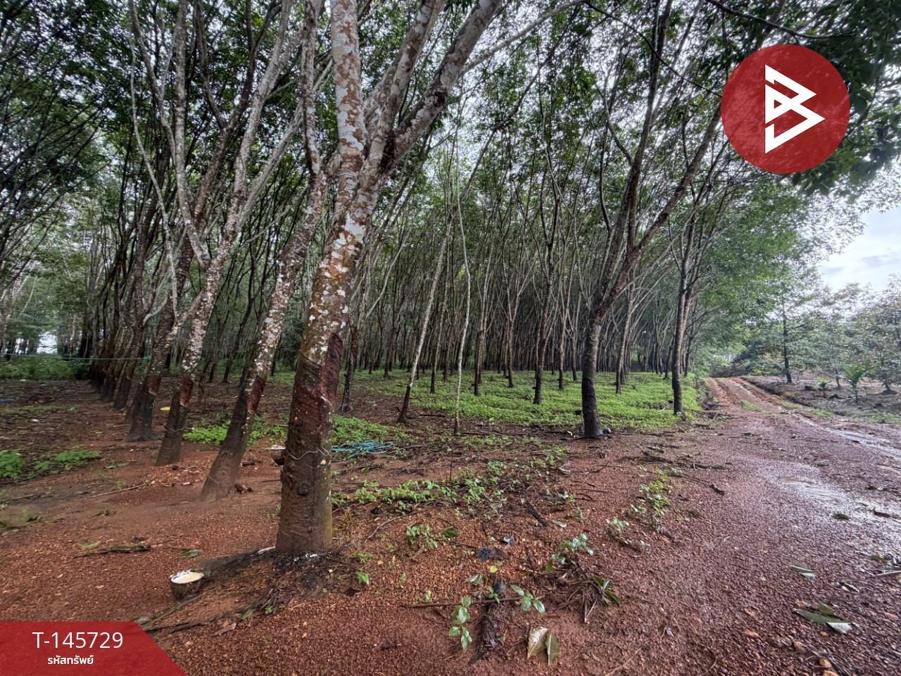 ขายที่ดิน เนื้อที่ 56 ไร่ 3 งาน 55.6 ตร.วา เขาสมิง ตราด – รูปที่ 4