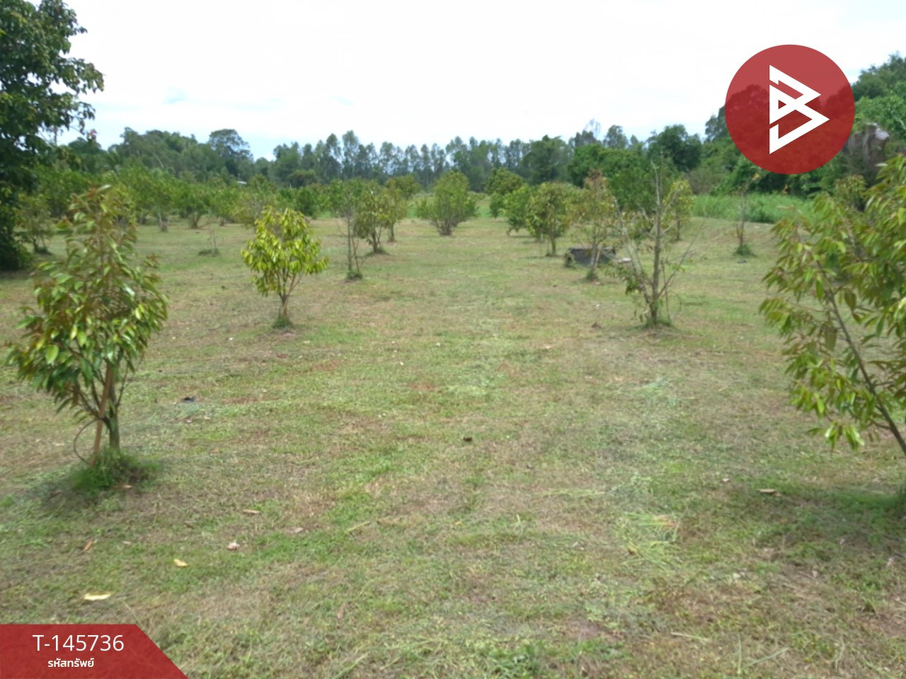 ขายที่ดิน เนื้อที่ 7 ไร่ 2 งาน 73.8 ตร.วา บ้านนา นครนายก – รูปที่ 4