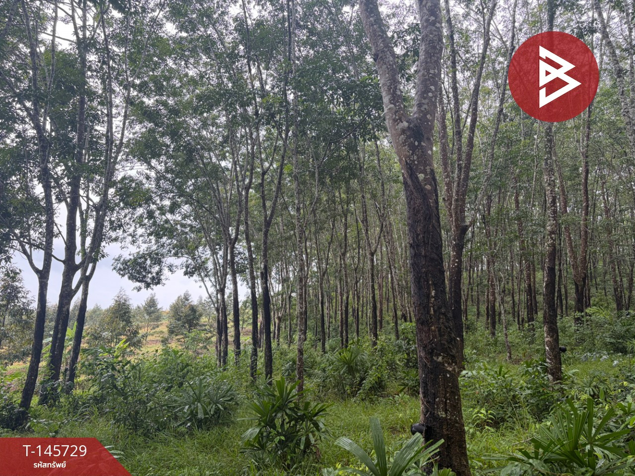 ขายที่ดิน เนื้อที่ 56 ไร่ 3 งาน 55.6 ตร.วา เขาสมิง ตราด – รูปที่ 3