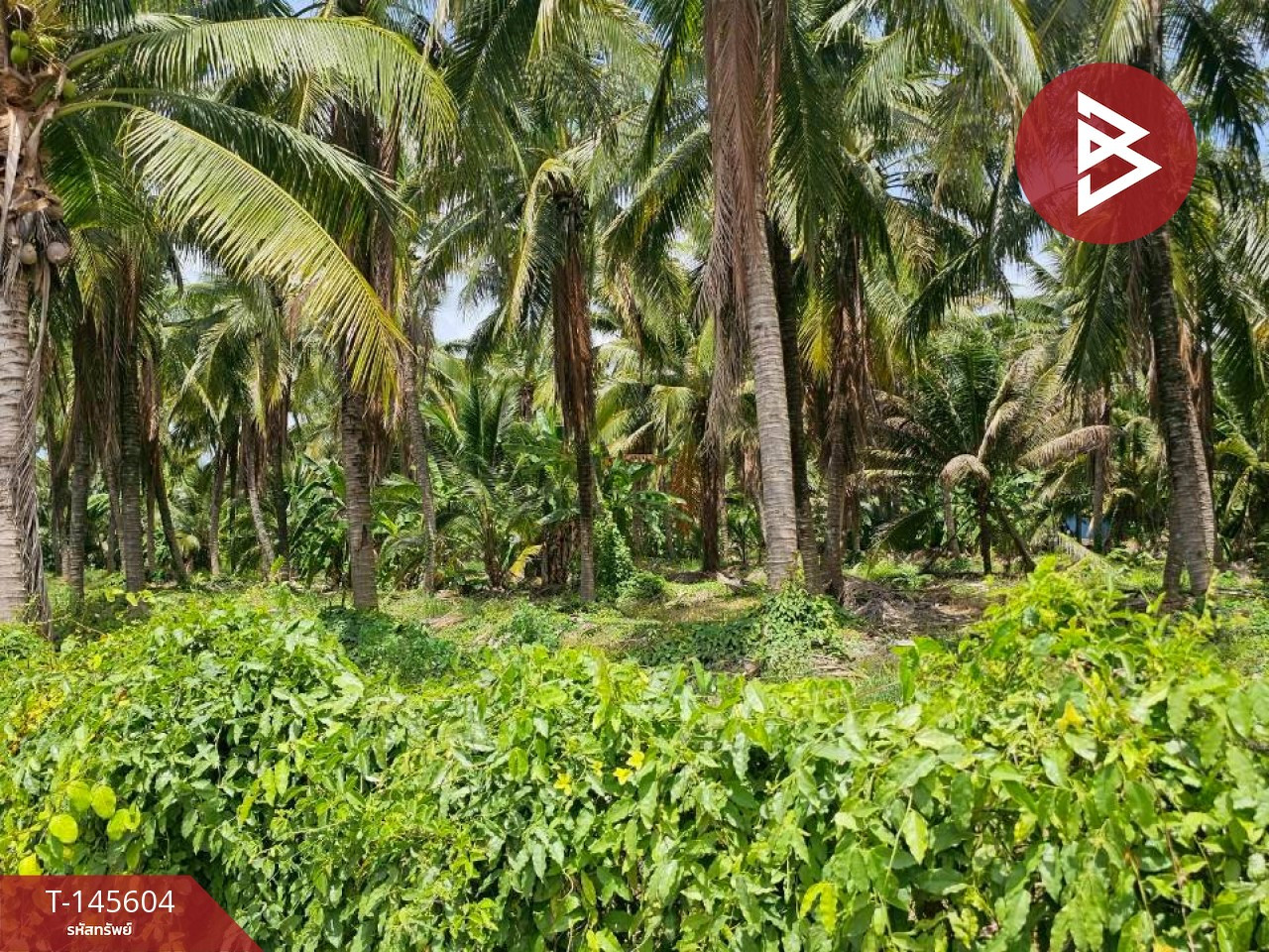 Land for sale, area 2 ngan, 84.3 sq m, Bang Pa, Ratchaburi. – รูปที่ 3