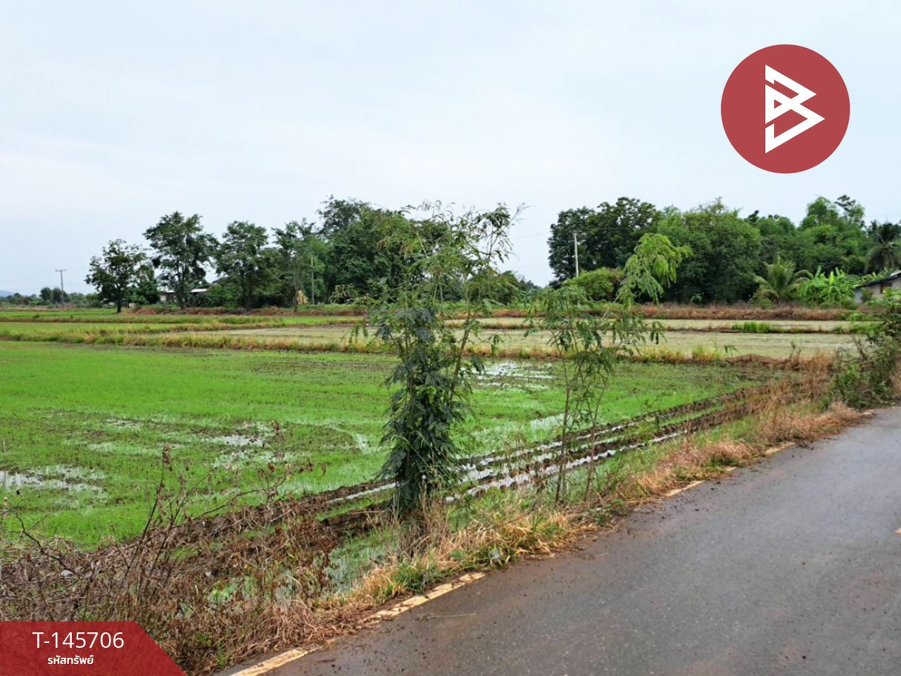 ขายที่ดิน เนื้อที่ 5 ไร่ 1 งาน 4 ตร.วา เนินมะปราง พิษณุโลก – รูปที่ 3