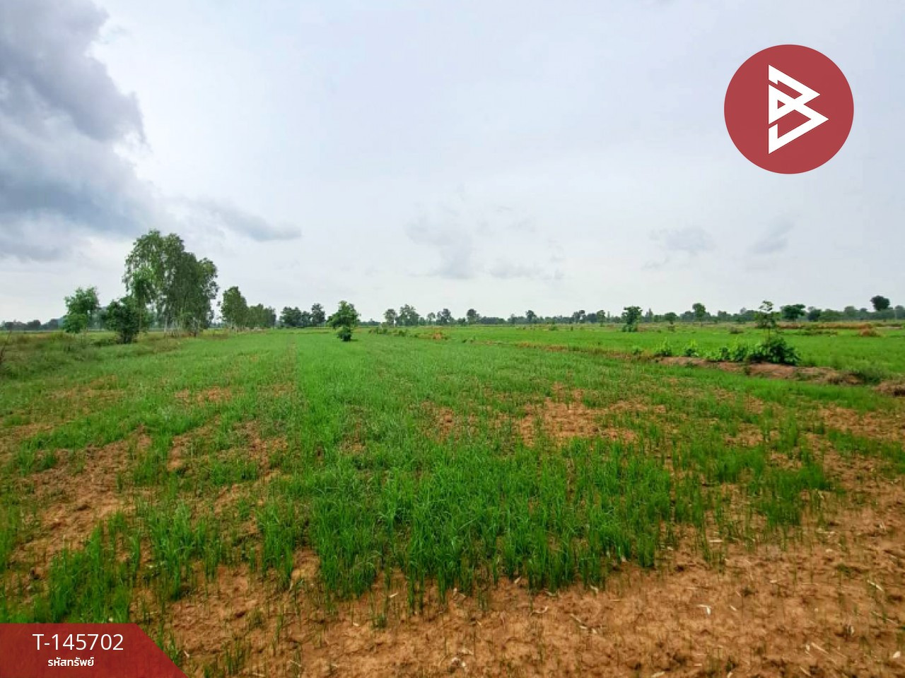 Empty land for sale, area 35 rai 3 ngan 48 square wah, Thap Khlo, Phichit. Empty land for sale, area 35 rai 3 ngan 48 square wah, Thap Khlo, Phichit.