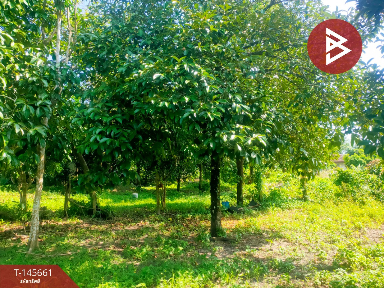 Land for sale, area 1 ngan 20 sq m, Khlong Narai, Chanthaburi. – รูปที่ 2