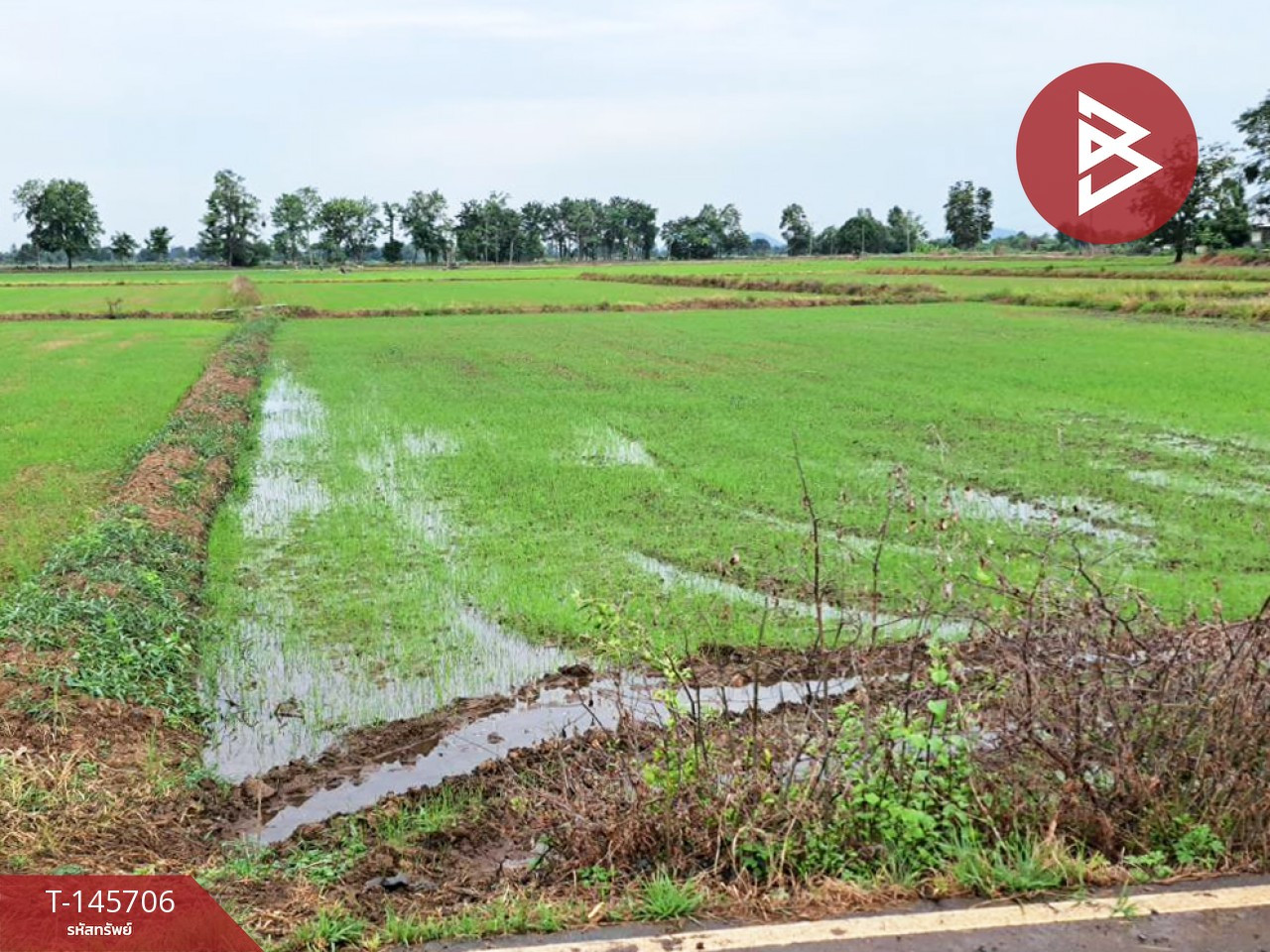 ขายที่ดิน เนื้อที่ 5 ไร่ 1 งาน 4 ตร.วา เนินมะปราง พิษณุโลก – รูปที่ 2