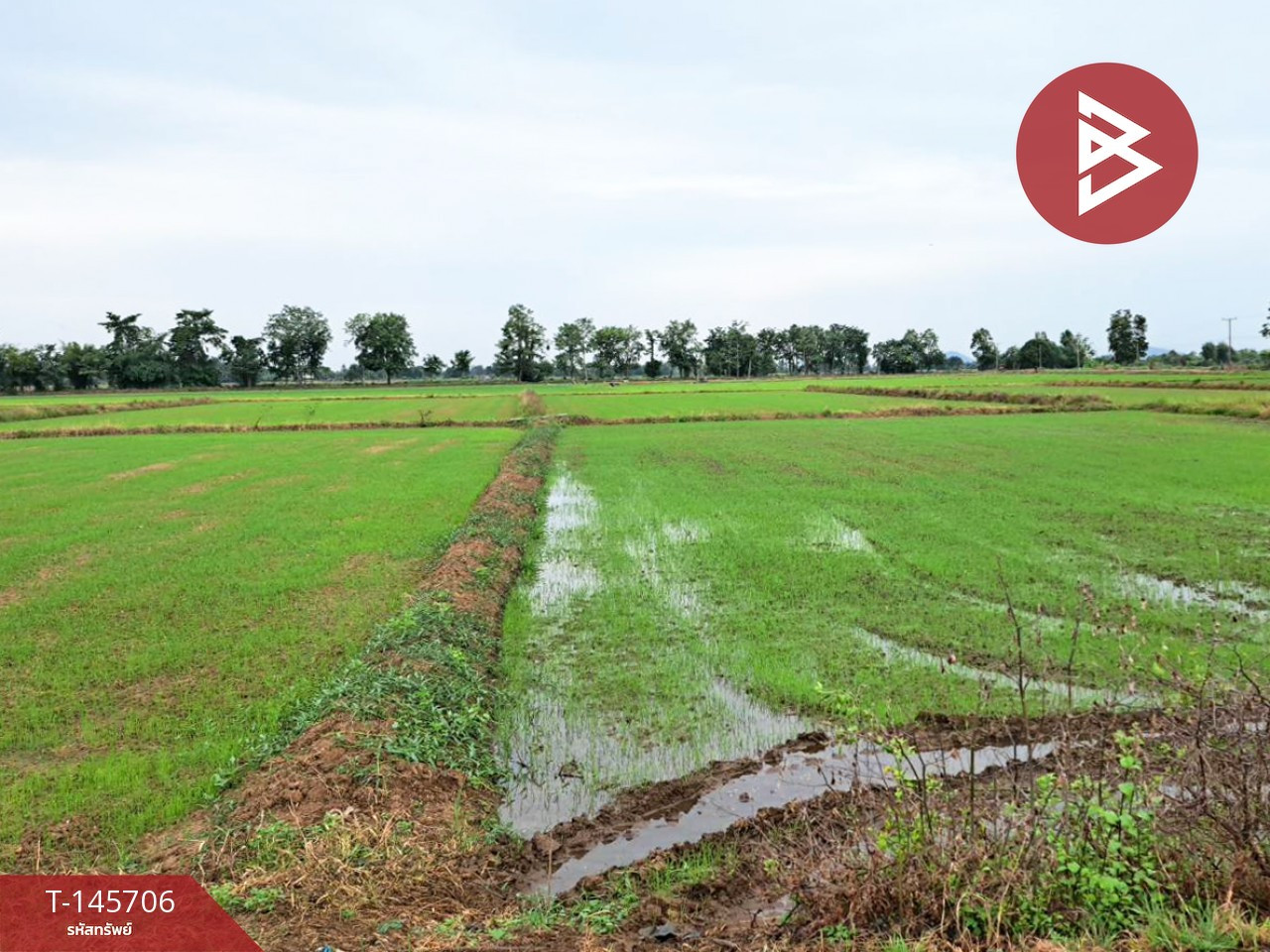 Land for sale, area 5 rai 1 ngan 4 sq m, Noen Maprang, Phitsanulok. Land for sale, area 5 rai 1 ngan 4 sq m, Noen Maprang, Phitsanulok.