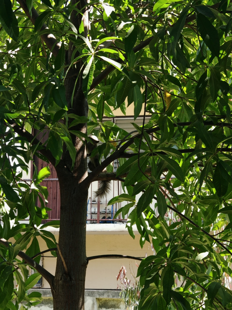 ที่ดินผืนใหญ่ 595 ตร.ว. พร้อมบ้าน 500 ตร.ม. ทำเลงามวงศ์วาน 23 แยก 15 เพียง 65,xxx บ./ตร.ว. (ต่ำกว่าราคาตลาดร่วม 20,000 บ./ตร.ว.) – รูปที่ 2