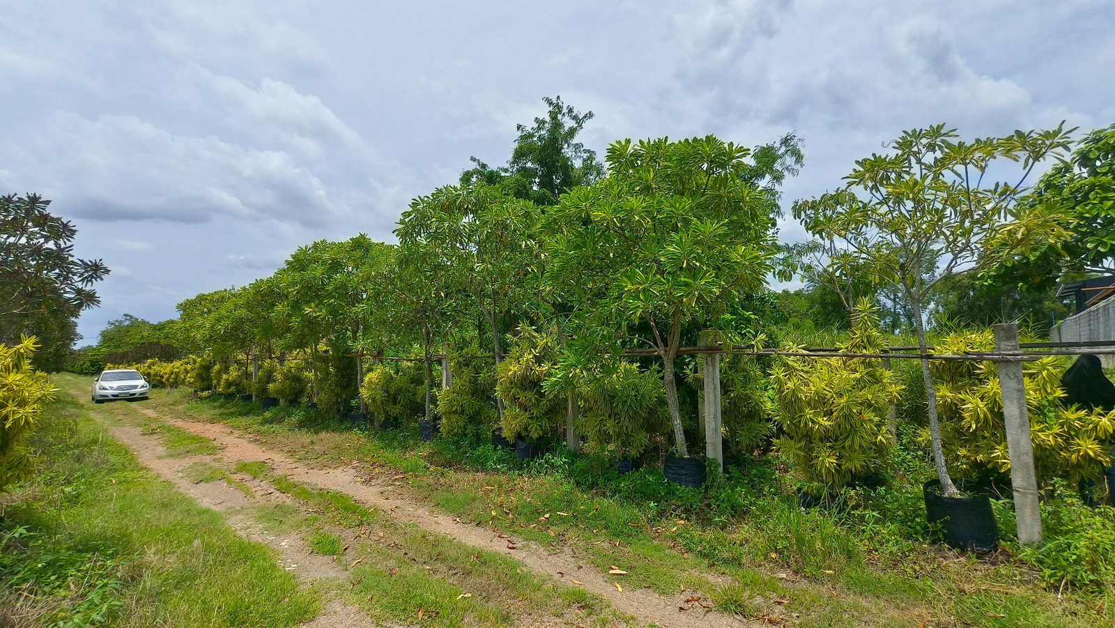 Beautiful plot of land for sale, 2 rai 2 ngan, square, Soi Tang Dok Bua, Thetsaban 6 Road, Sam Khok District, Pathum Thani Province, behind the Asia Star factory, just 120 meters into the alley. – รูปที่ 2