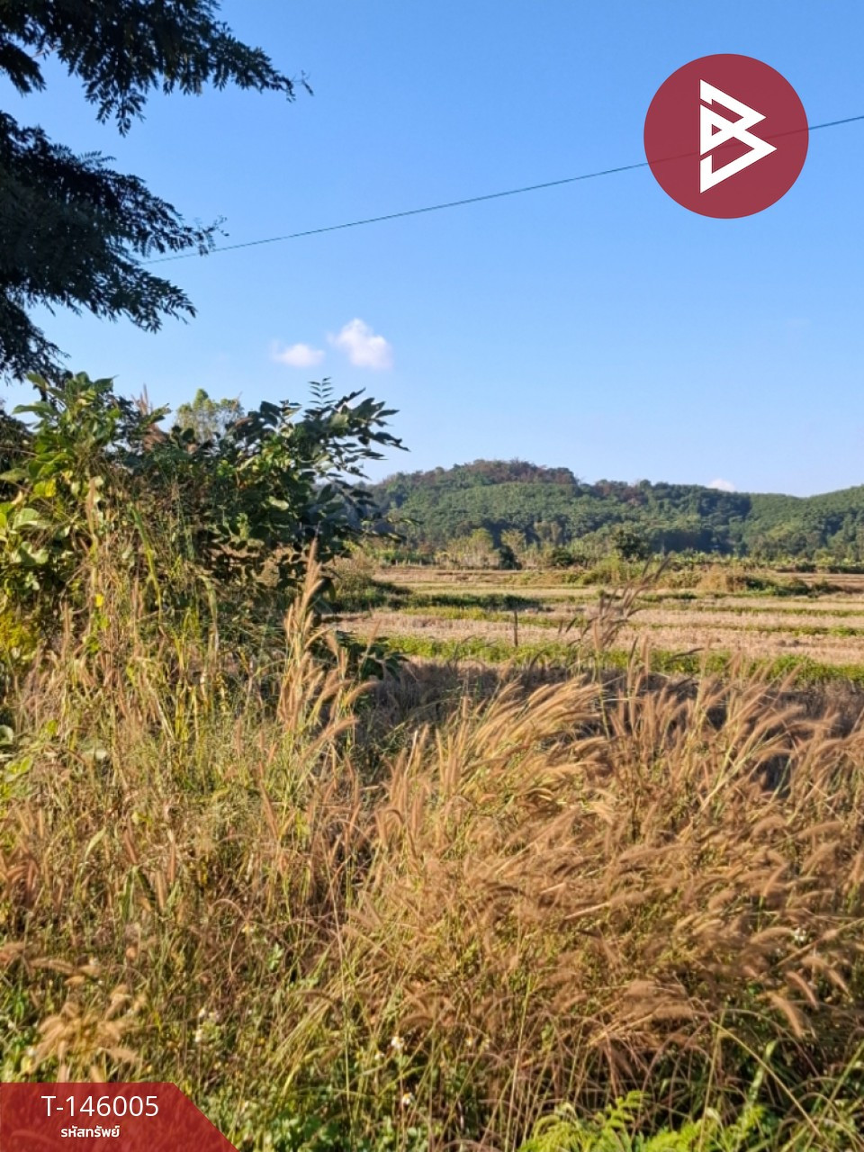ขายที่ดิน เนื้อที่ 10 ไร่ 1 งาน 55 ตร.วา เวียงชัย เชียงราย – รูปที่ 4