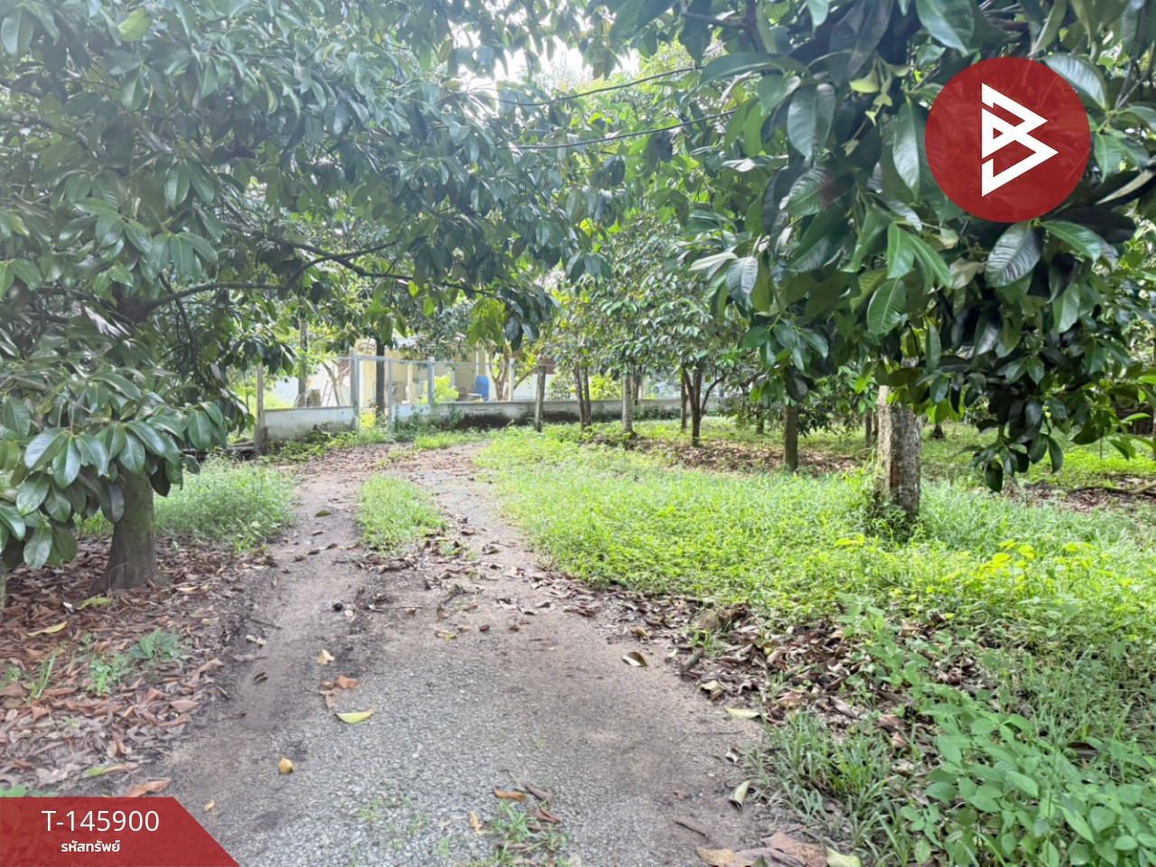 Land for sale with fruit orchard, area 5 rai 15 sq m, Phlapphla, Chanthaburi. – รูปที่ 3