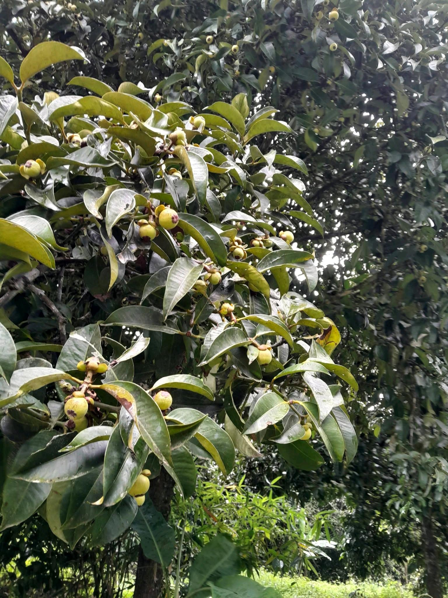 Mangosteen orchard for sale, Nakhon Si, K. Fa 0858892988 Mangosteen orchard for sale, Nakhon Si, K. Fa 0858892988