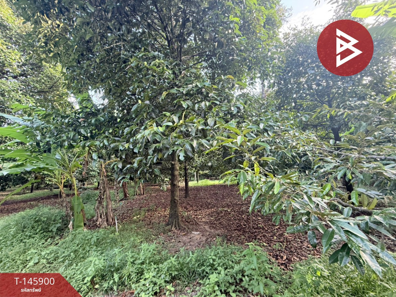 Land for sale with fruit orchard, area 5 rai 15 sq m, Phlapphla, Chanthaburi. – รูปที่ 4