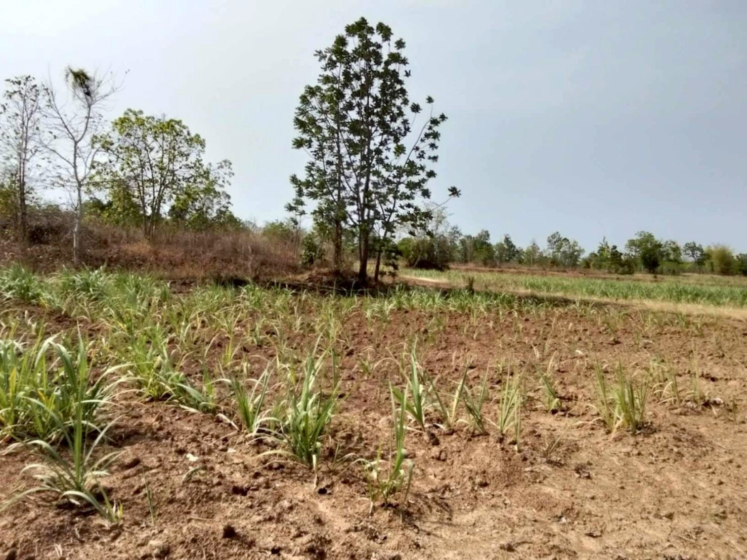 Land for sale. This plot is used to grow rice. Area is 34 rai 3 sq m. Currently, sugar cane is grown on 19 rai. – รูปที่ 4