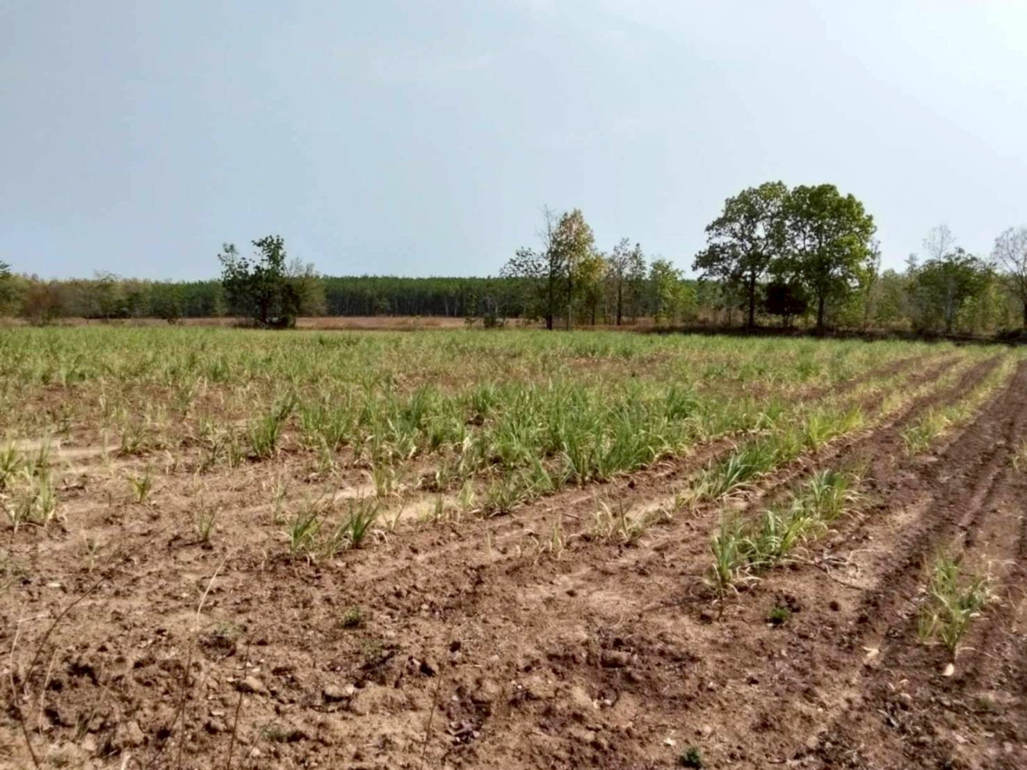 Land for sale. This plot is used to grow rice. Area is 34 rai 3 sq m. Currently, sugar cane is grown on 19 rai. – รูปที่ 2