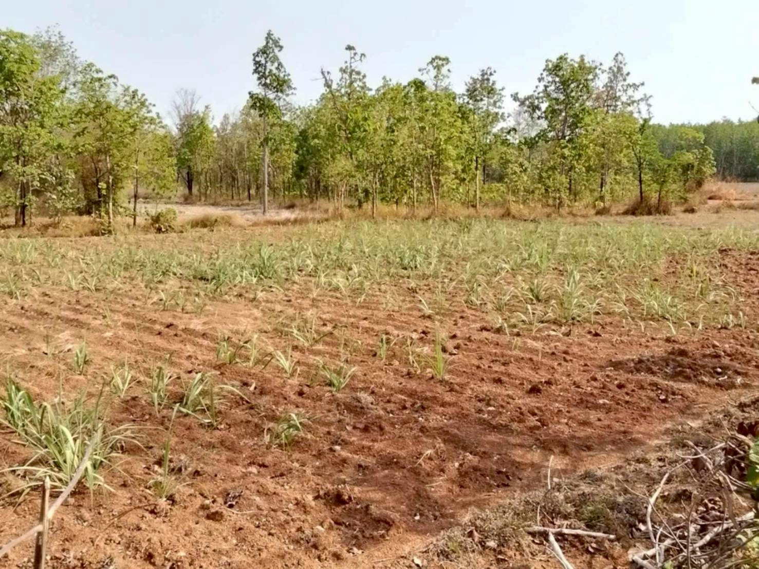 Land for sale. This plot is used to grow rice. Area is 34 rai 3 sq m. Currently, sugar cane is grown on 19 rai. – รูปที่ 3