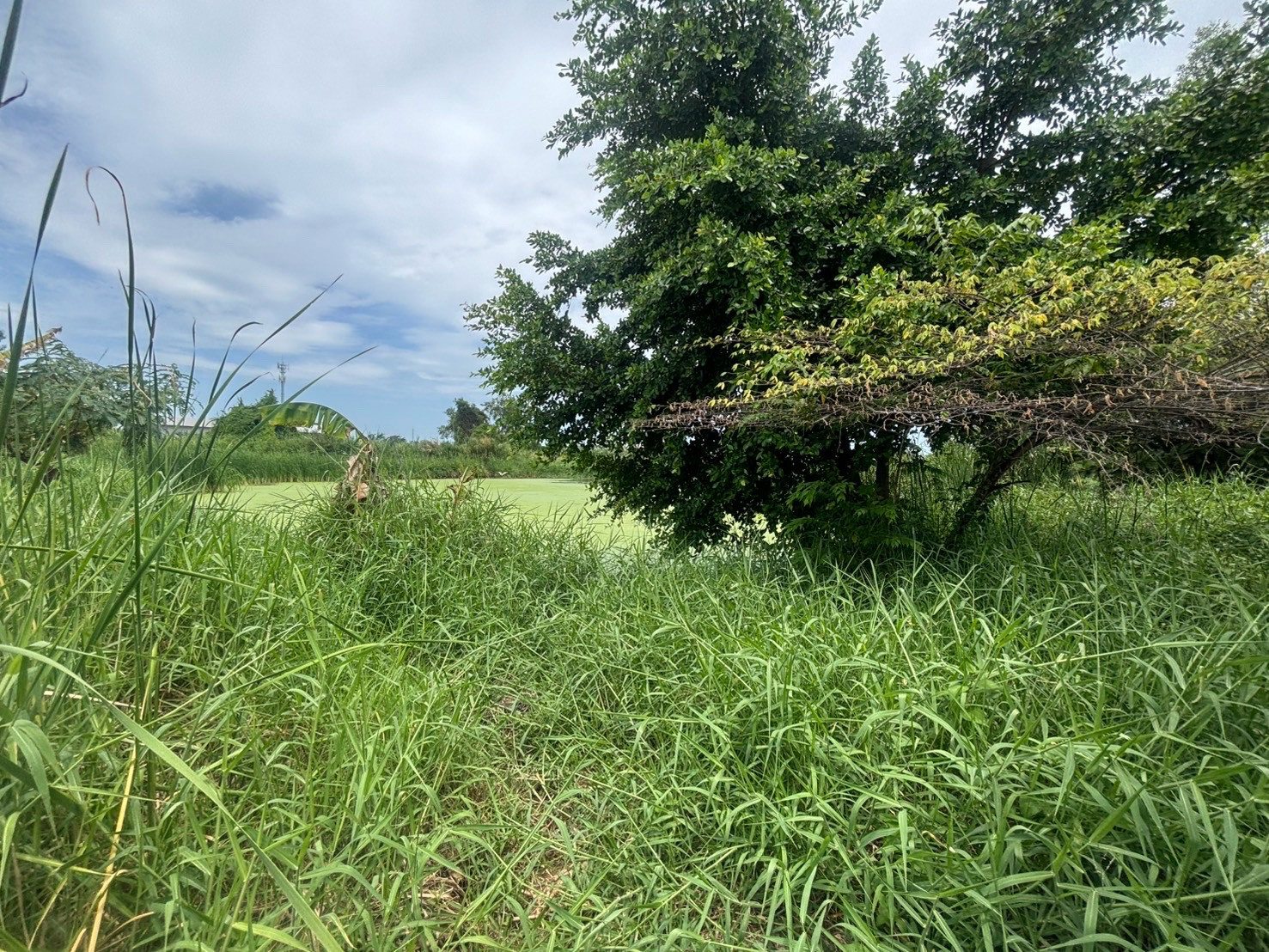 🩷 Land for sale in Thian Talay 28. The land is waterproof and must be filled in. There is a walkway into the land. Located next to the fence of Manthana Village, Thian Talay 28, size 3 ngan, 75 sq m, selling for only 5 million (only 13,333 baht per sq m),