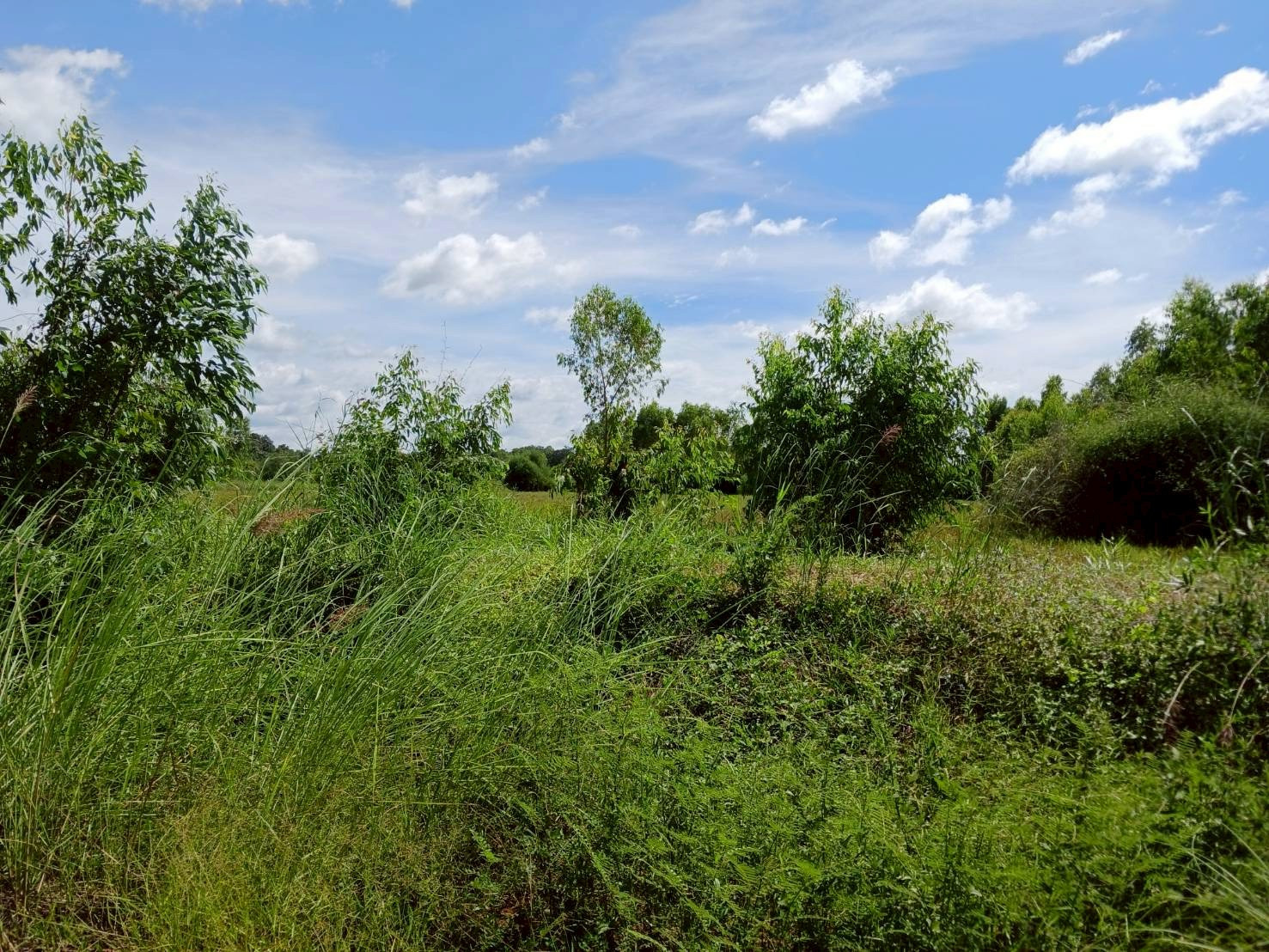 Land for sale in Na Wa, Nakhon Phanom. This plot is used to grow rice. Area 29 rai 1 ngan 44 sq m. – รูปที่ 4