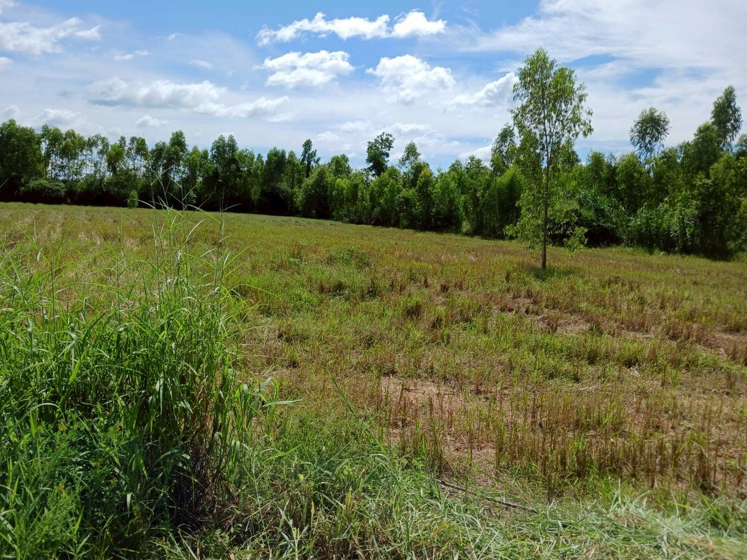 Land for sale in Na Wa, Nakhon Phanom. This plot is used to grow rice. Area 29 rai 1 ngan 44 sq m. – รูปที่ 2