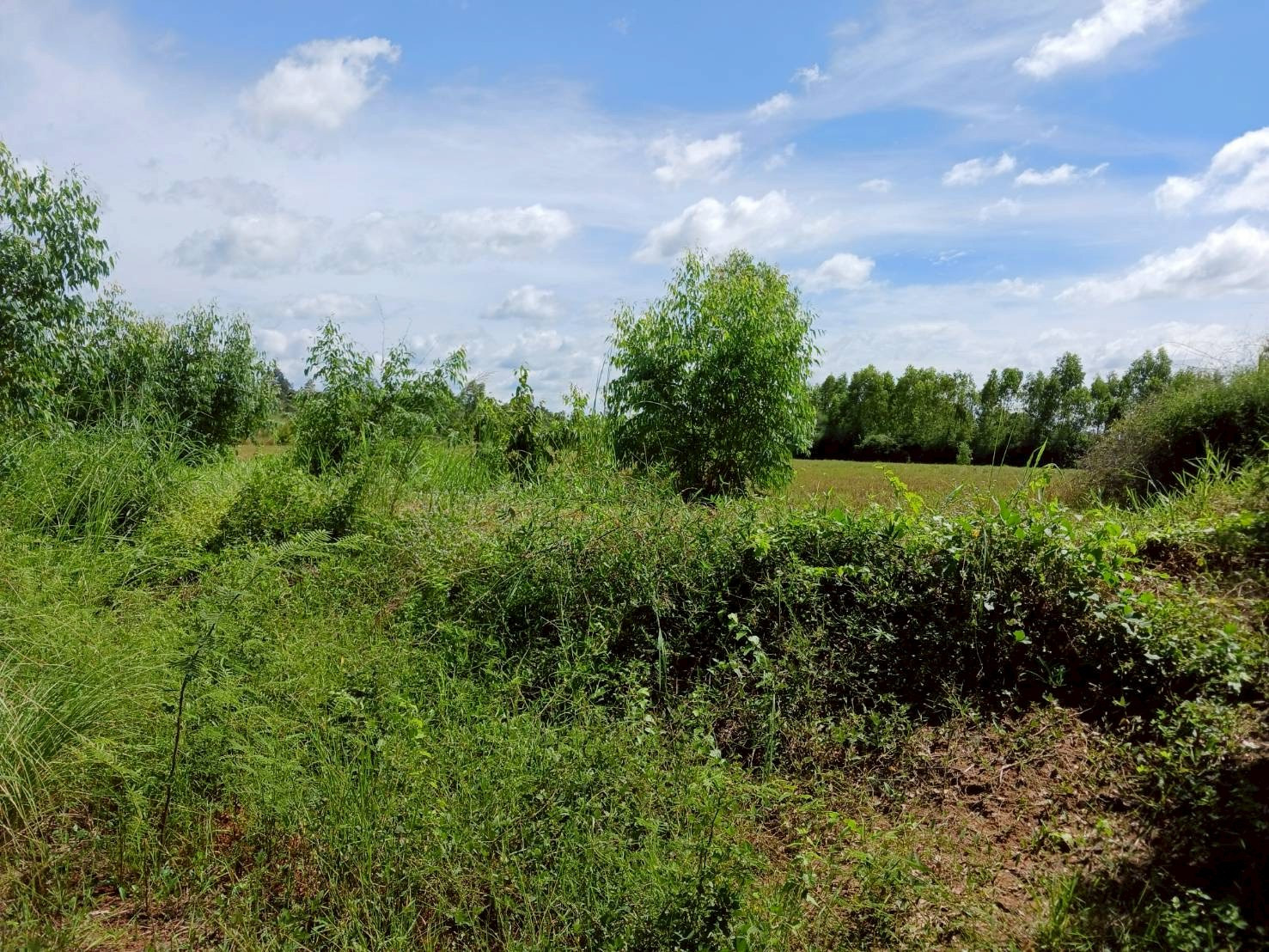 Land for sale in Na Wa, Nakhon Phanom. This plot is used to grow rice. Area 29 rai 1 ngan 44 sq m. – รูปที่ 3