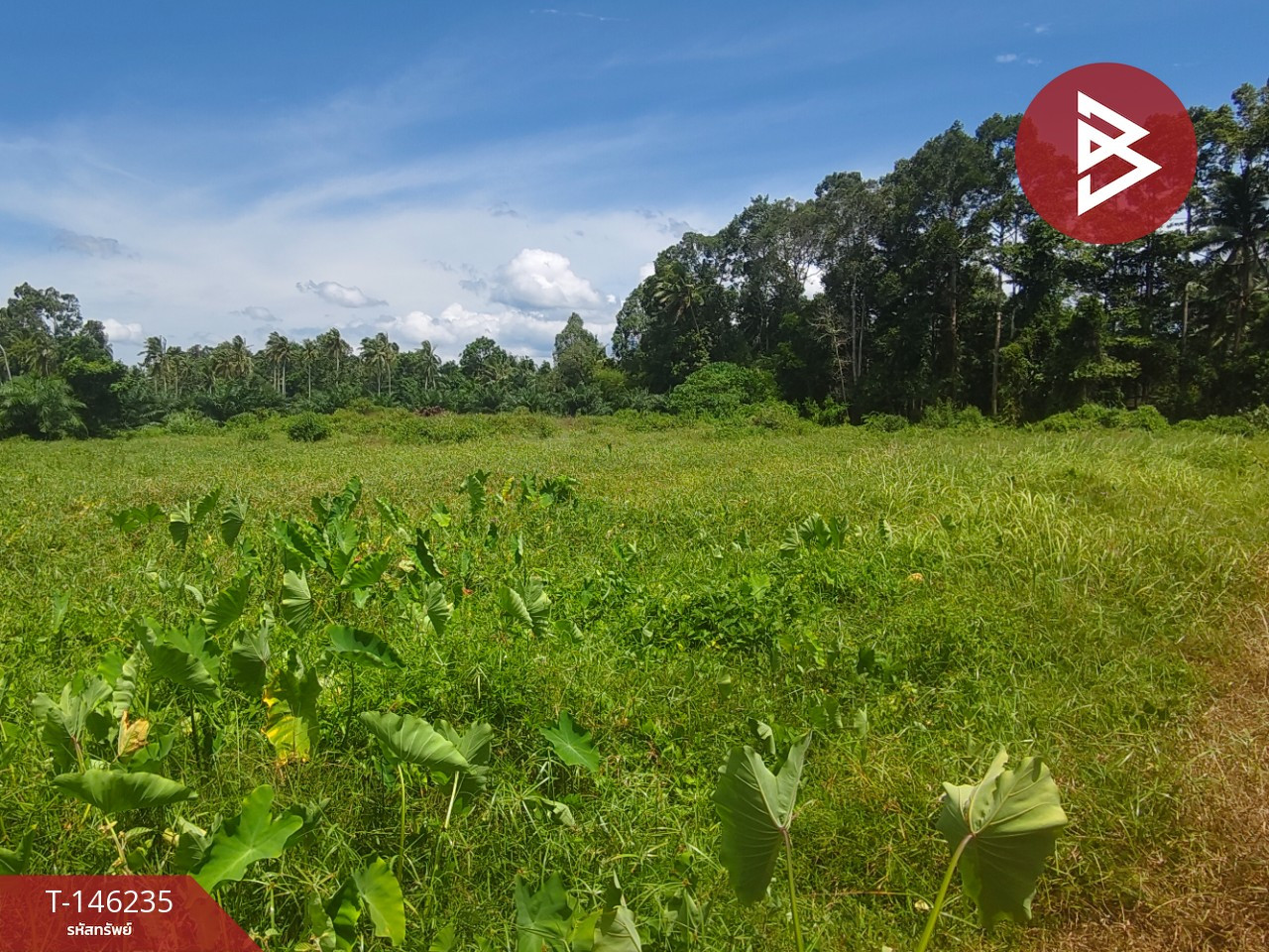 Empty land for sale, area 4 rai 3 ngan 79.3 sq m, Mae Chao Yu Hua Subdistrict. Nakhon Si Thammarat Province Empty land for sale, area 4 rai 3 ngan 79.3 sq m, Mae Chao Yu Hua Subdistrict. Nakhon Si Thammarat Province