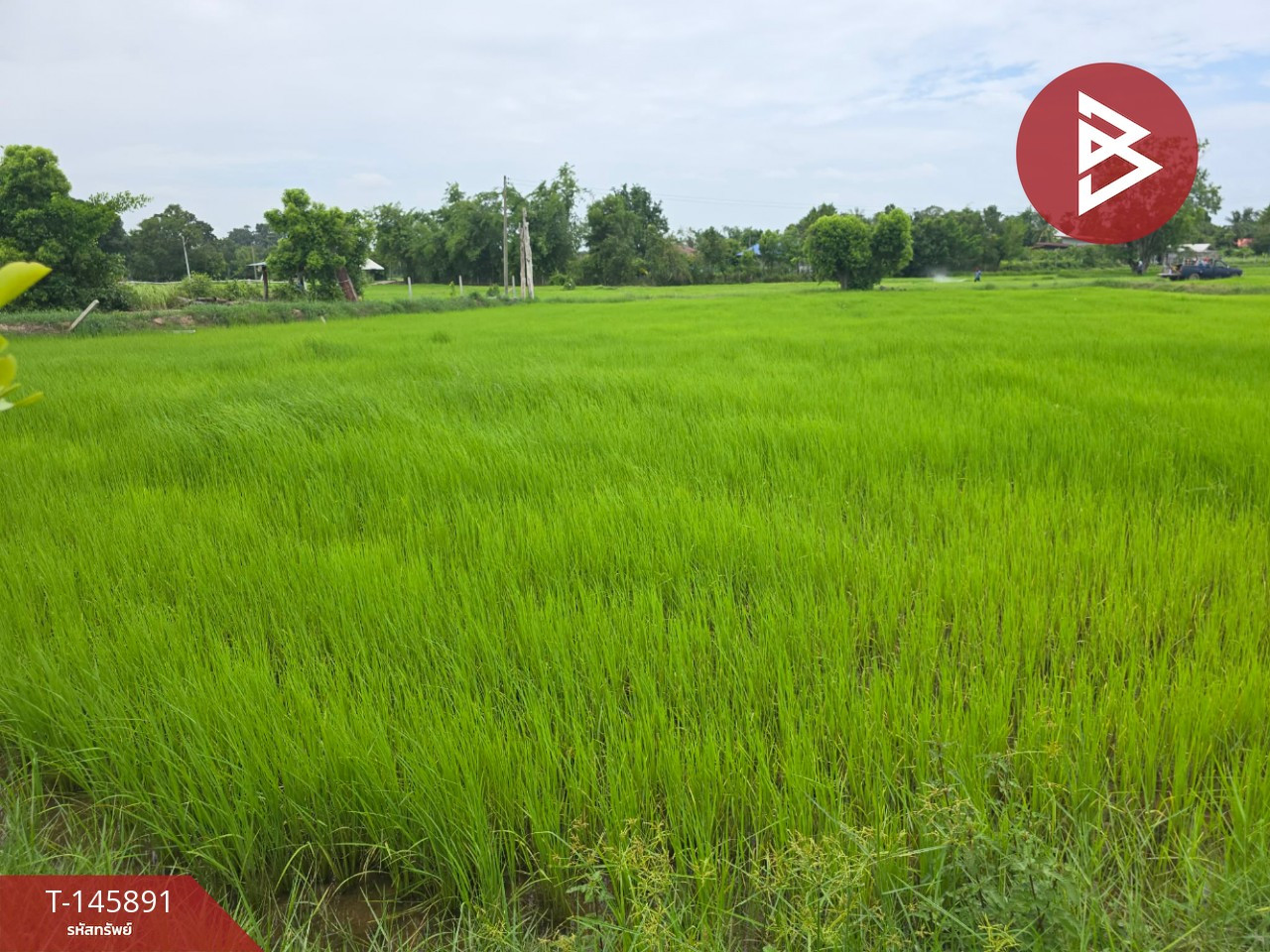 Land for sale, area 1 rai 2 ngan 94 sq m, Pho Subdistrict, Mueang Sisaket District, Sisaket Province. – รูปที่ 4
