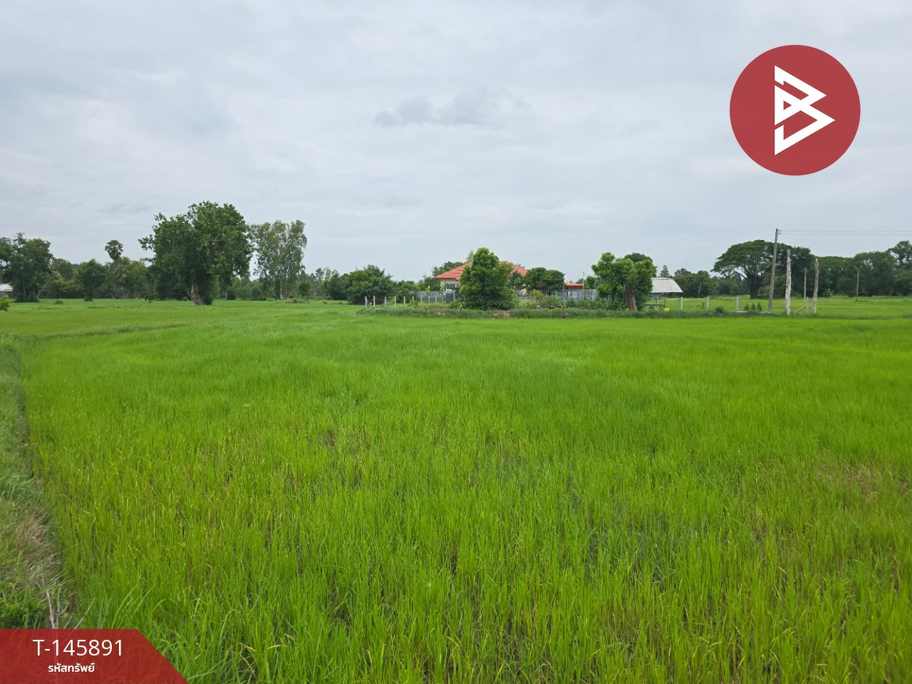 Land for sale, area 1 rai 2 ngan 94 sq m, Pho Subdistrict, Mueang Sisaket District, Sisaket Province. – รูปที่ 3