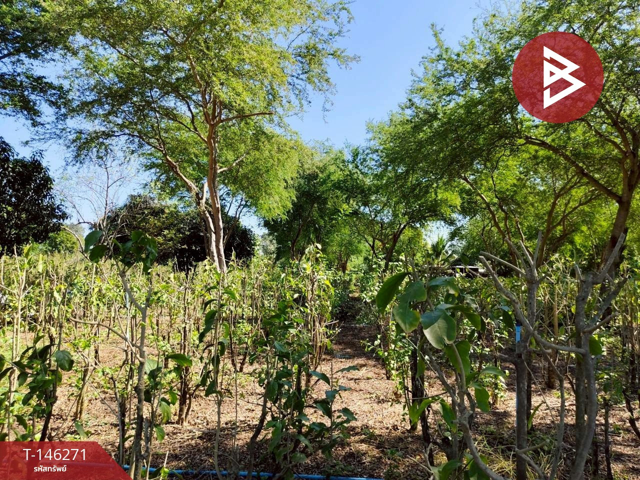 Land for sale 2 rai 1 ngan 95.8 square wah, Ban Mo, Saraburi. Land for sale 2 rai 1 ngan 95.8 square wah, Ban Mo, Saraburi.