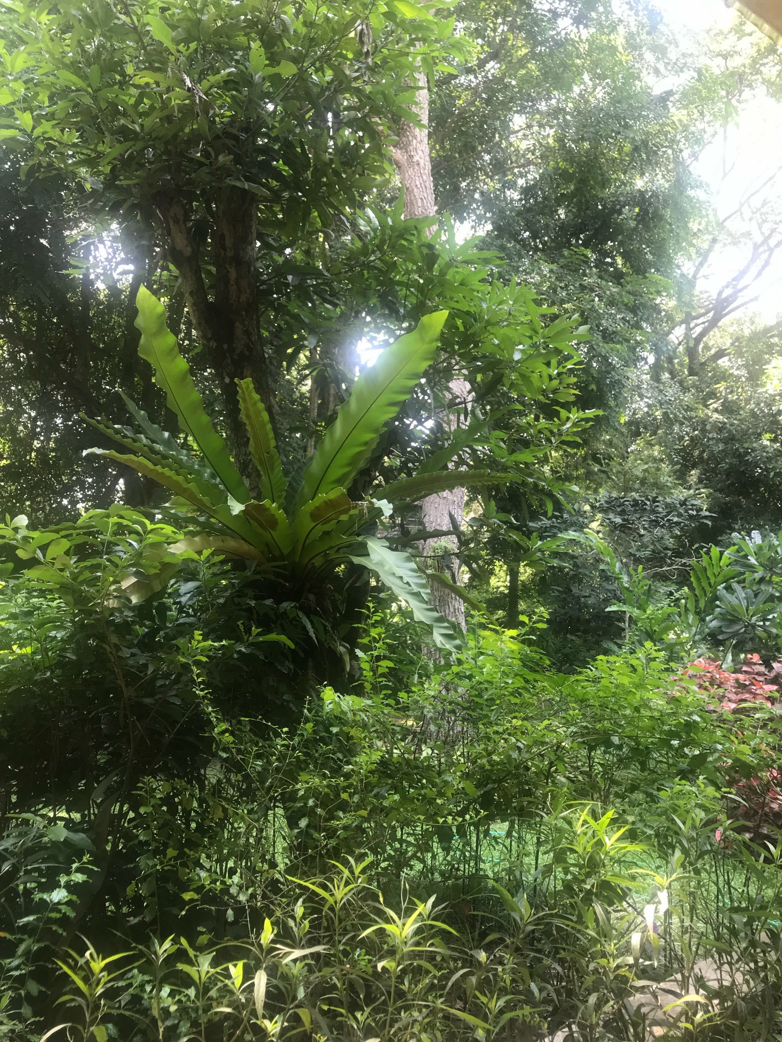Beautiful garden house, just over 9 rai, renovated and ready to move in. – รูปที่ 4