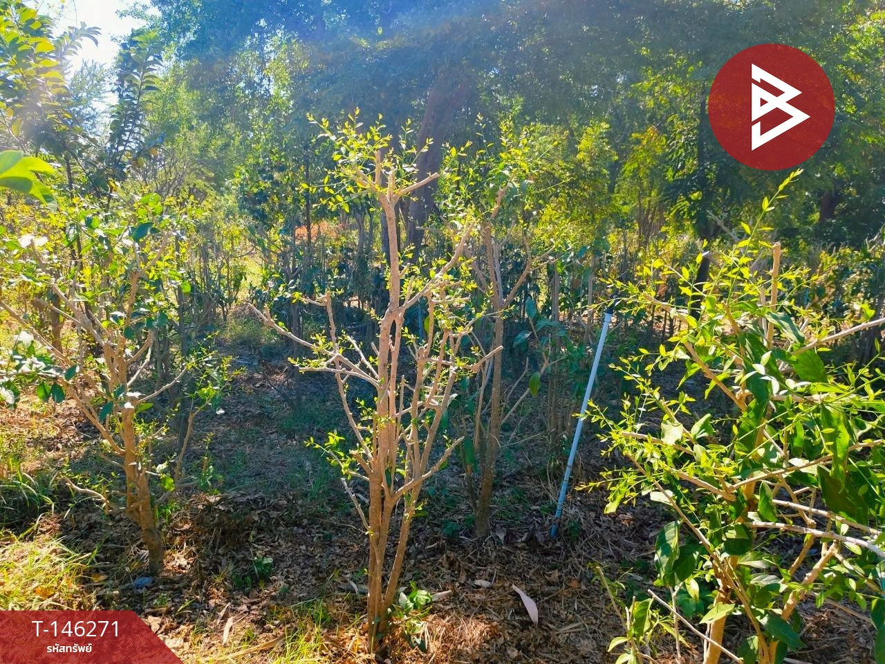 Land for sale 2 rai 1 ngan 95.8 square wah, Ban Mo, Saraburi. – รูปที่ 4