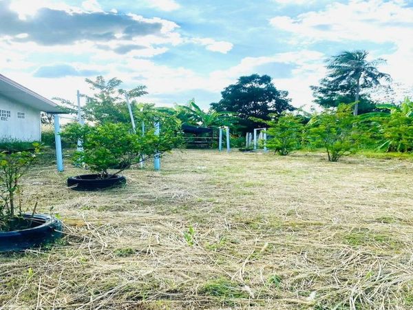 ขายที่ดิน หนองขาม ศรีราชา ทำเลชุมชน 104 ตร.ว. เหมาะลงทุนและสร้างบ้าน