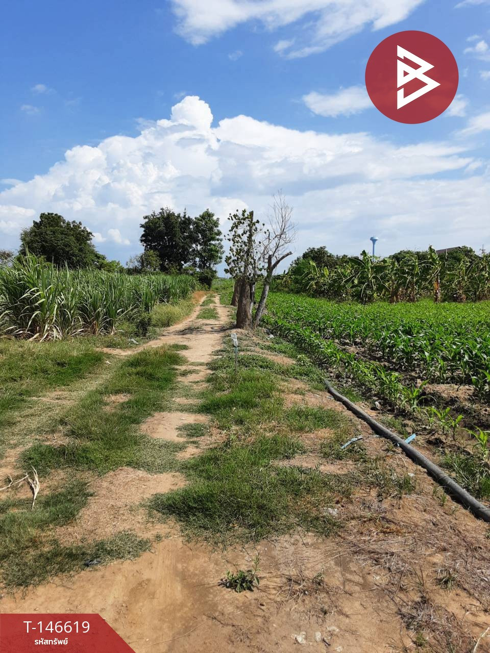 ขายที่ดิน เนื้อที่ 5 ไร่ 2 งาน ท่ามะกา กาญจนบุรี – รูปที่ 4