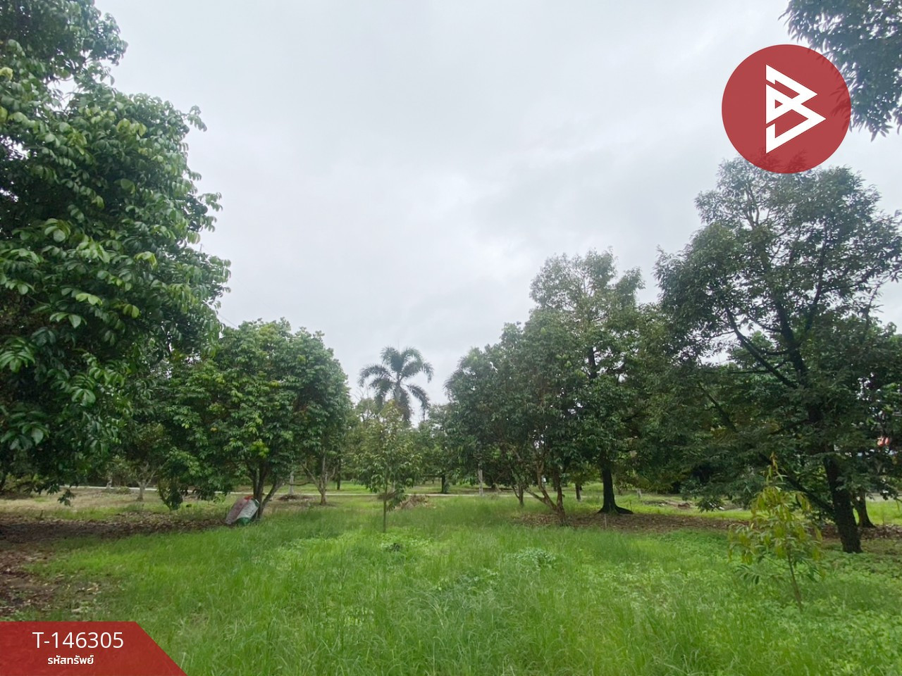 Durian orchard land for sale with house, area 9 rai 2 ngan 99 square wa, next to Sukhumvit Road, 4 lanes, Chanthaburi Province. – รูปที่ 2